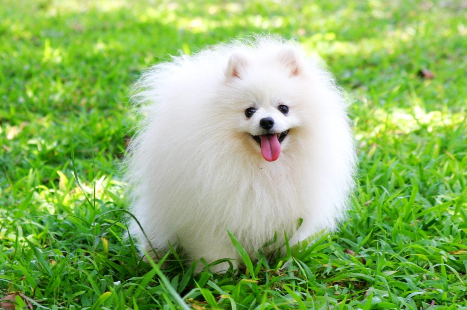 Cute Pomeranian Dog Wallpaper For Desktop