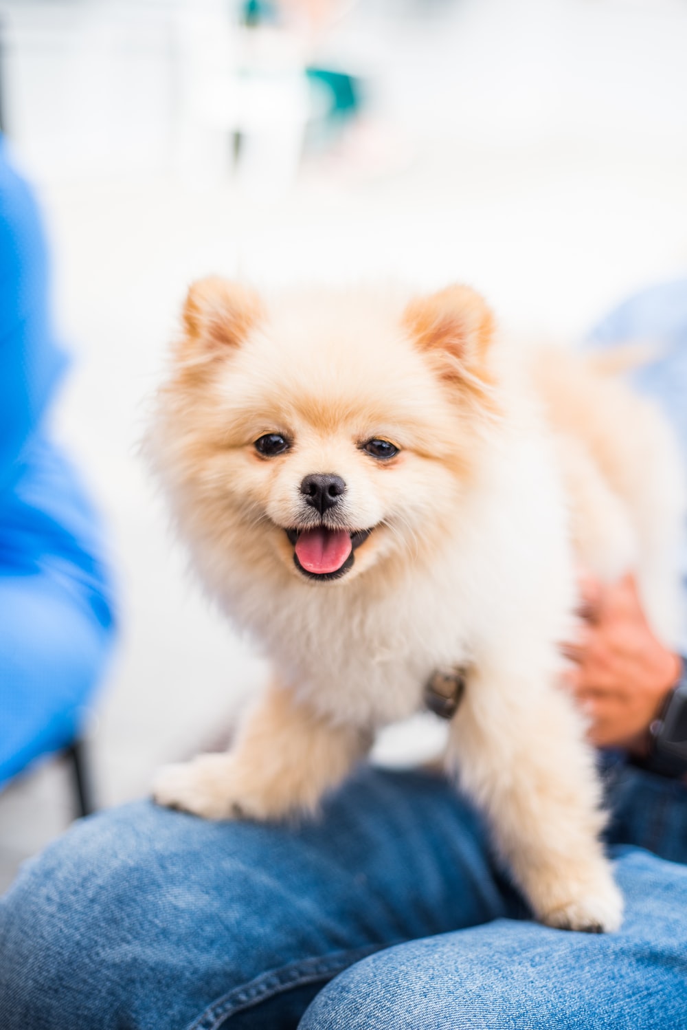 Pomeranian Dog Picture. Download Free Image