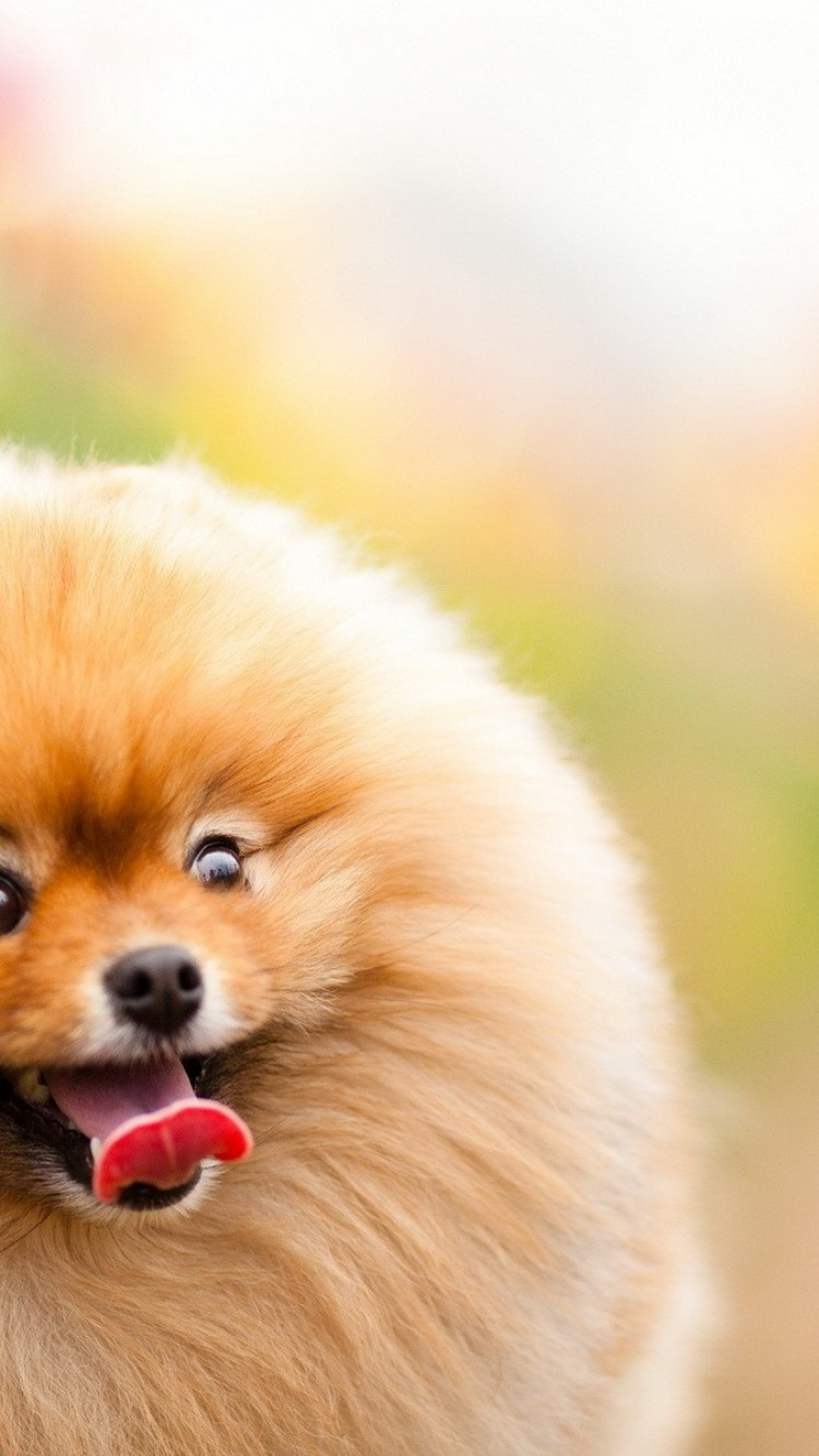 Download 750x1334 Pomeranian, Fluffy, Cute, Dogs Wallpaper for iPhone 7, iPhone 6