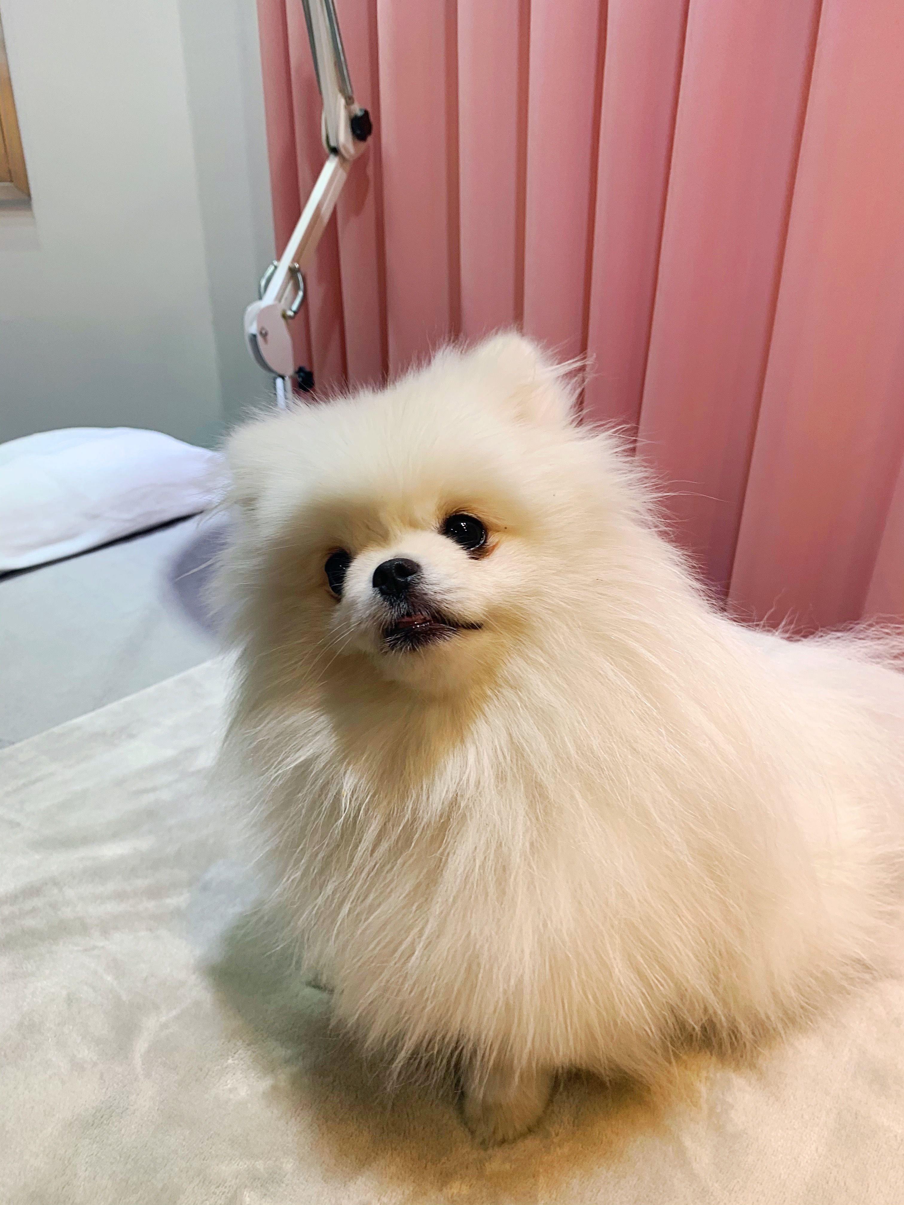 Teacup Pomeranian HD Wallpaper