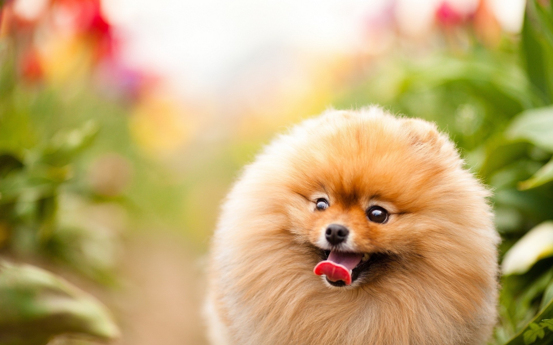 Wallpaper Dogs, Cute, Pomeranian, Fluffy:1920x1200