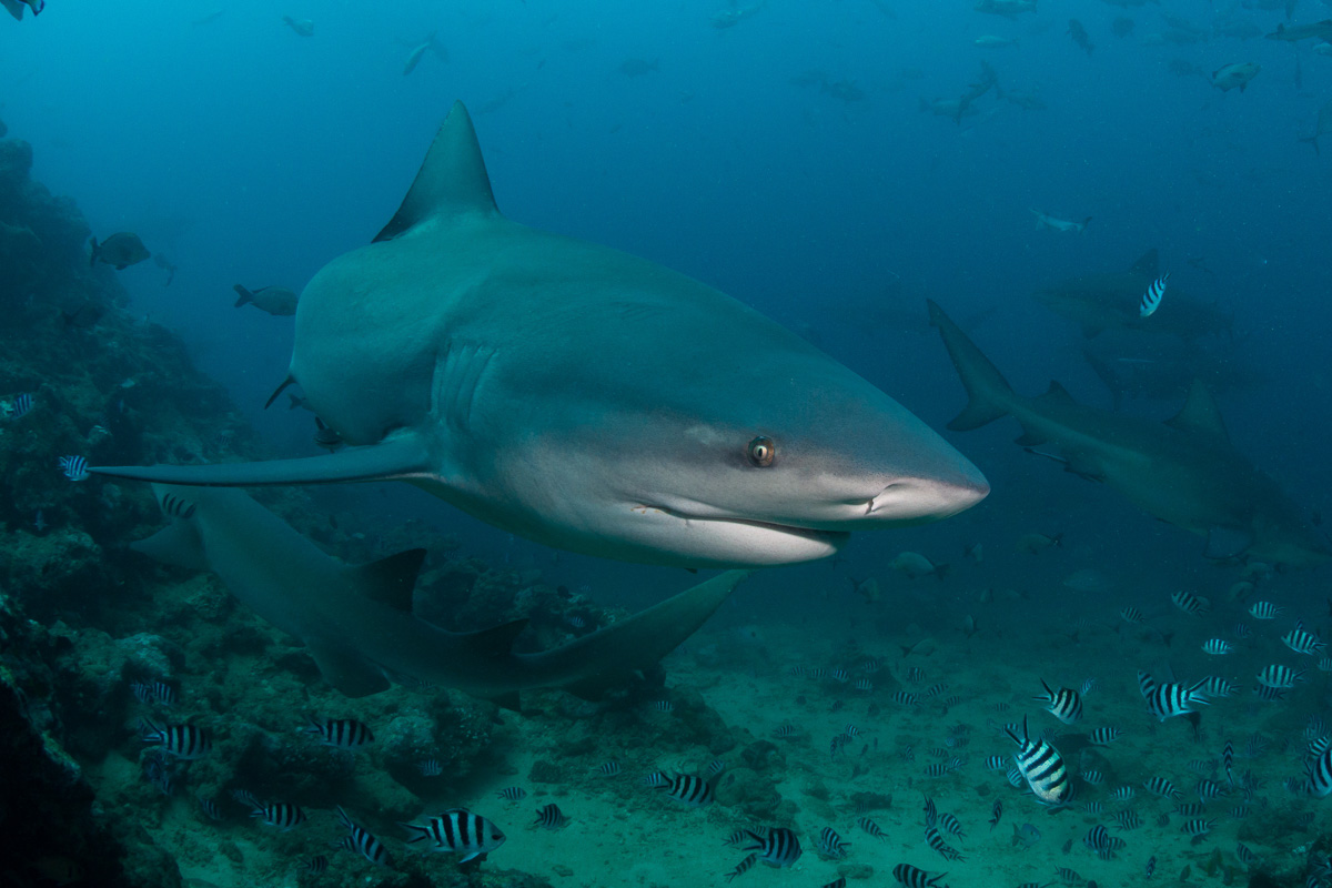 Scuba diving in Viti Levu, Beqa and Kadavu