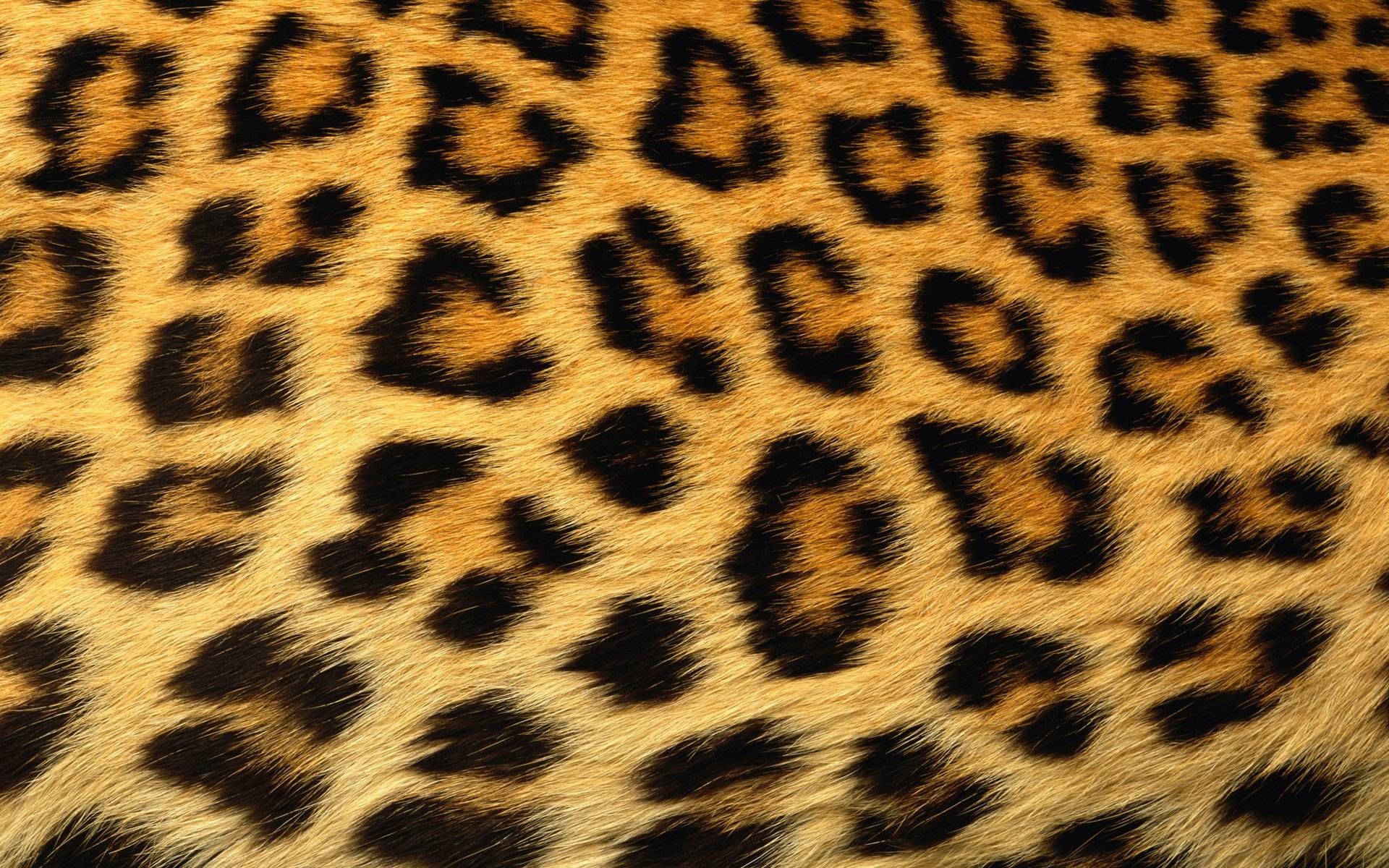Leopard Print Computer Wallpaper