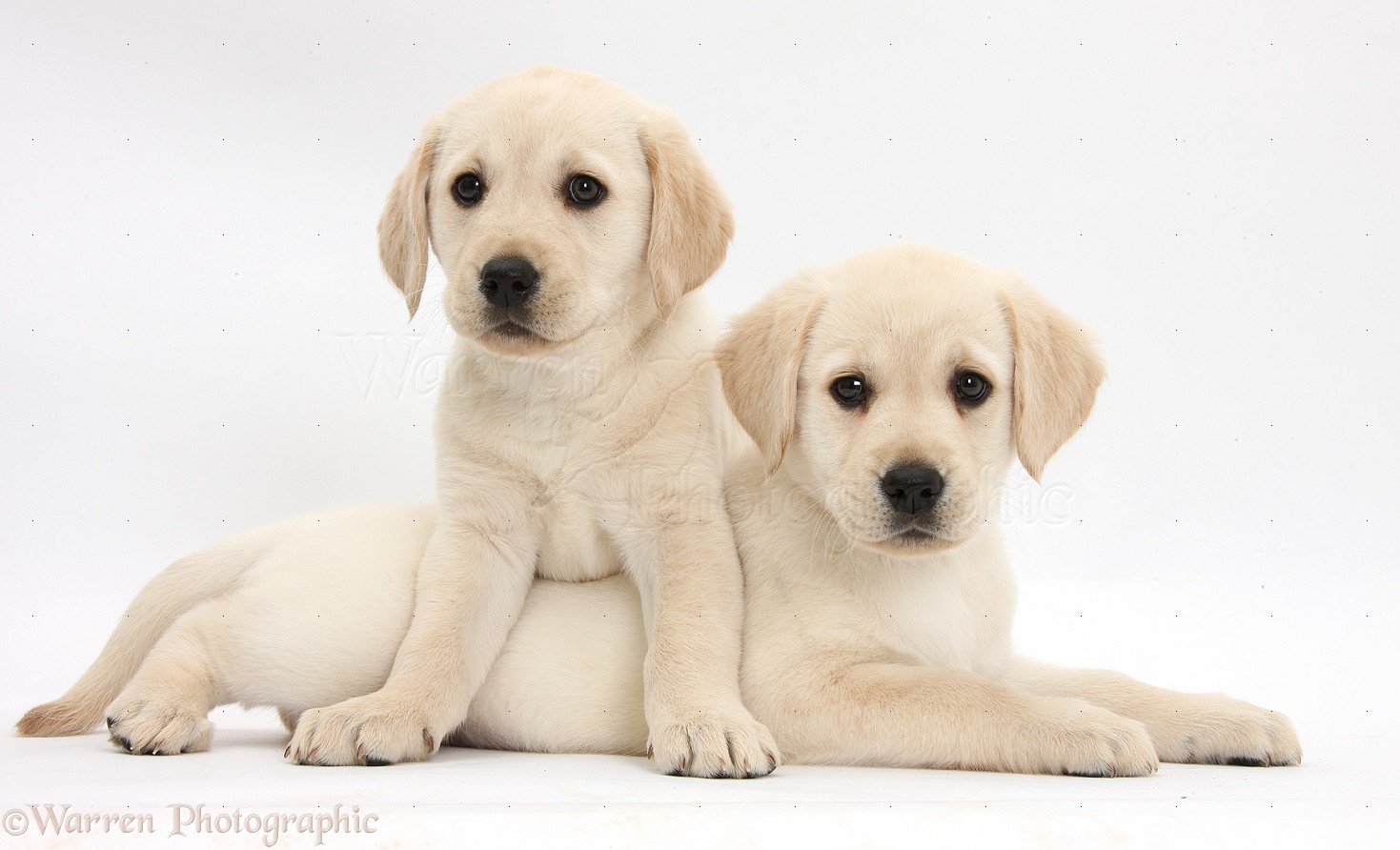 Free download bigs36170 Yellow Labrador Retriever puppies white backgroundjpg [1469x892] for your Desktop, Mobile & Tablet. Explore Yellow Lab Wallpaper Picture. Yellow Lab Wallpaper Desktop, Black Lab Wallpaper for