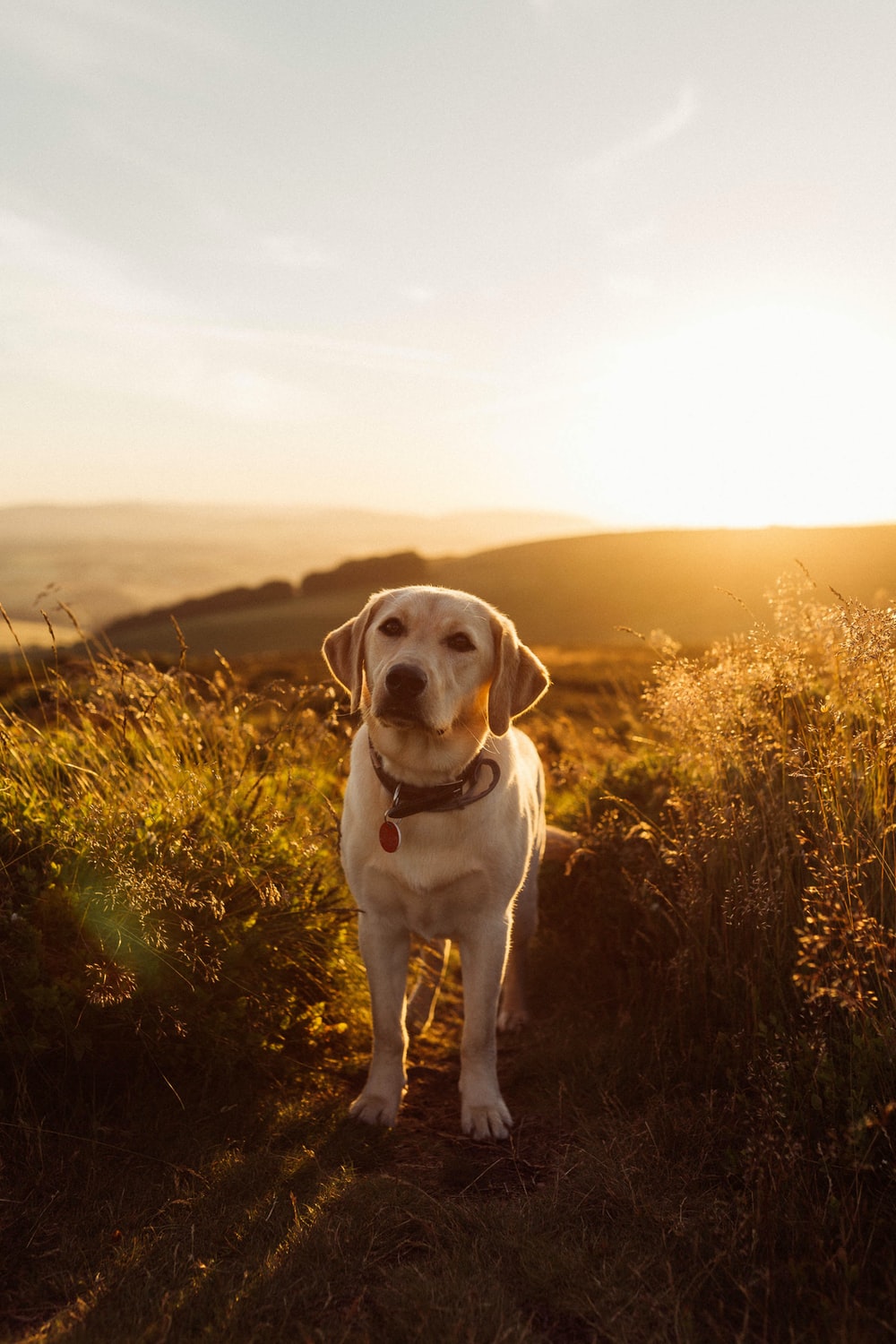 1K+ Golden Labrador Picture. Download Free Image