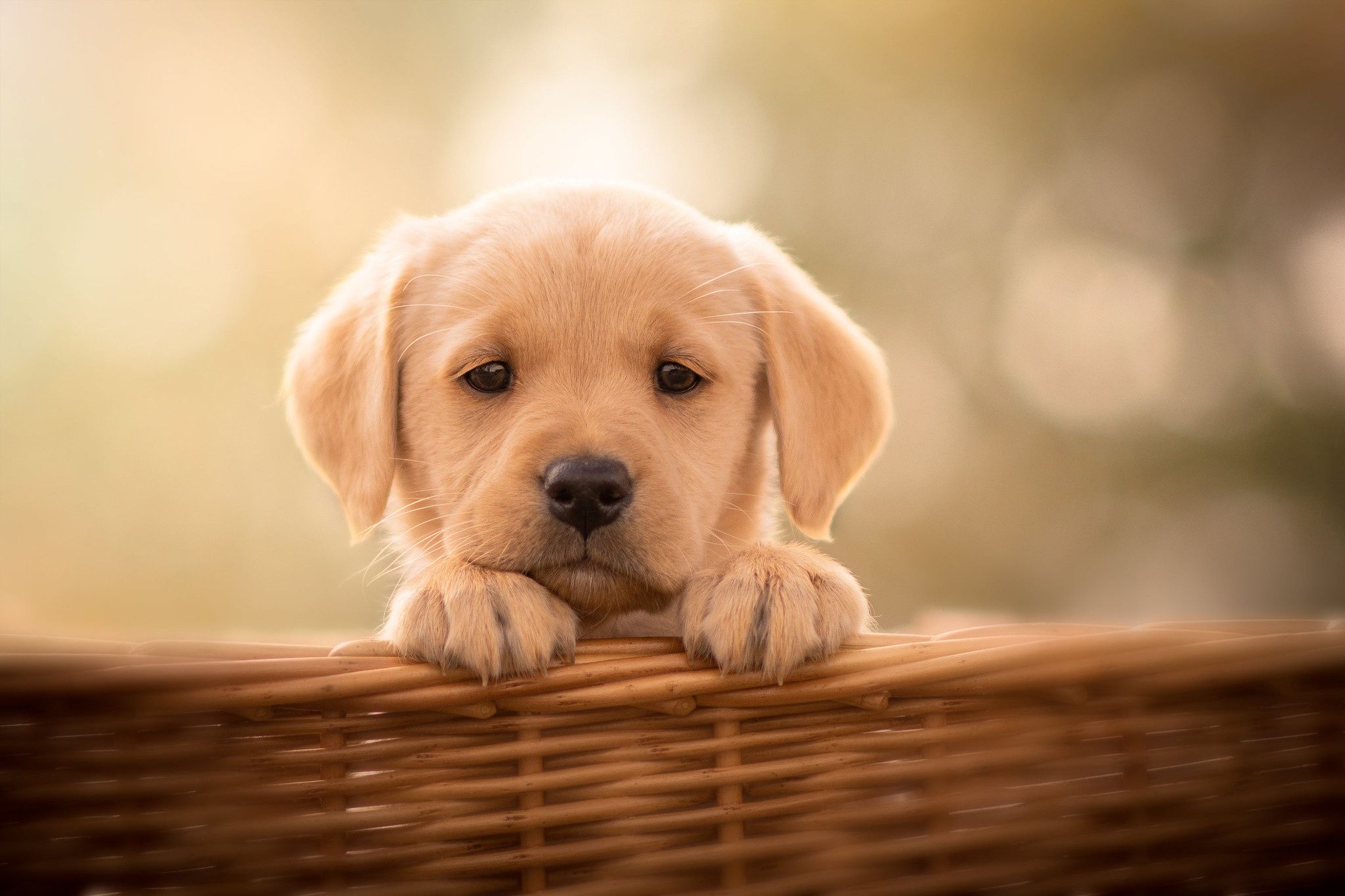 Baby Labrador Wallpaper