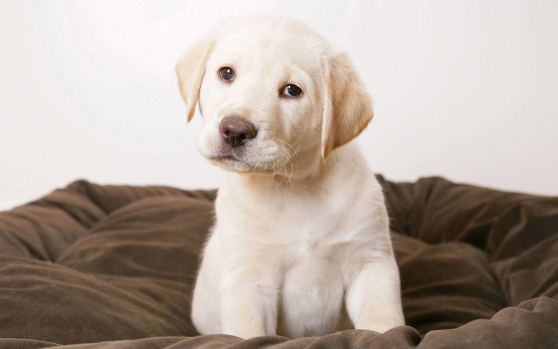 Free photo of White baby Labrador wallpaper