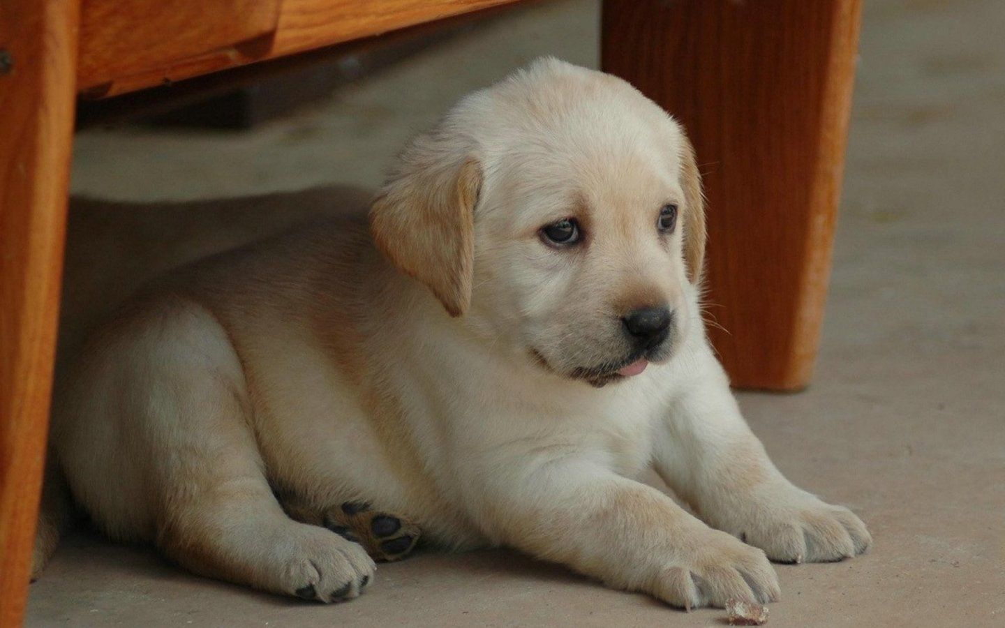 Baby Labrador Wallpaper