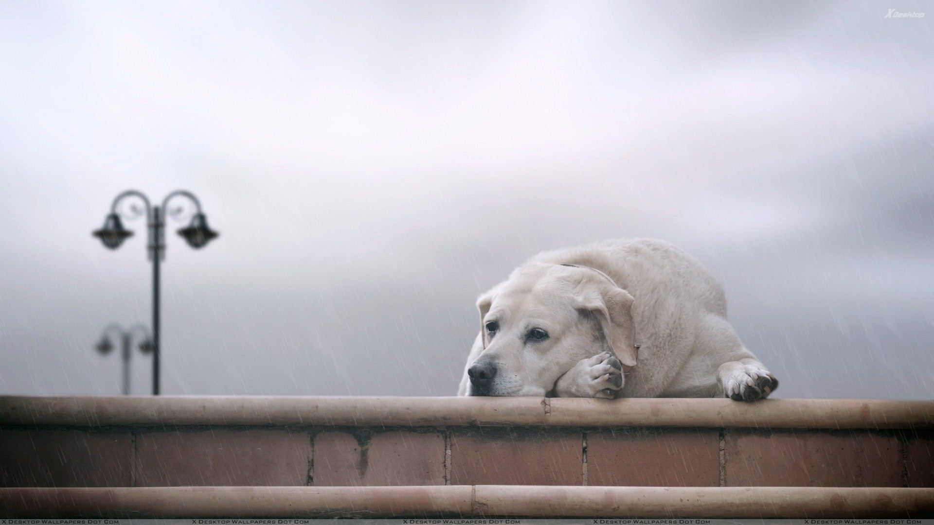 Lonely White Labrador Wallpaper