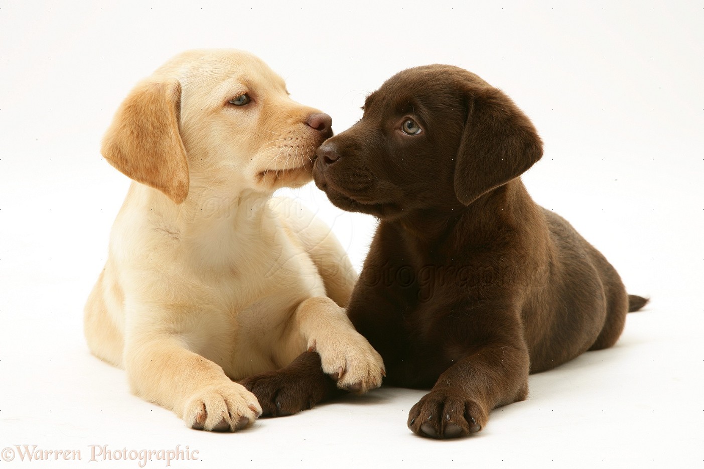 Free download Yellow and Chocolate Labrador Retriever pups white backgroundjpg [1403x934] for your Desktop, Mobile & Tablet. Explore Chocolate Lab Wallpaper. Chocolate Lab Puppy Wallpaper, Chocolate Lab Wallpaper for