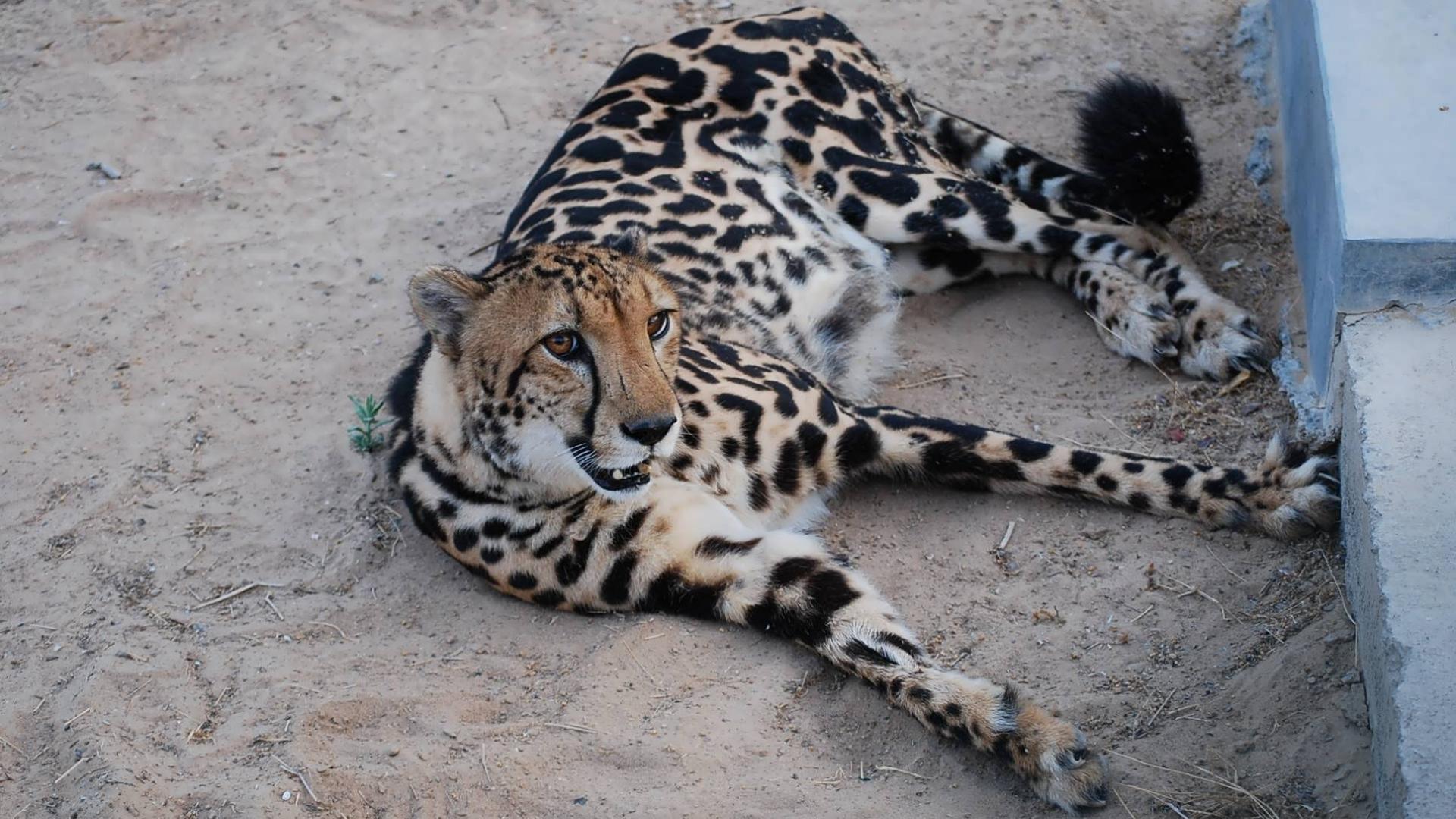 King Cheetah by kalambo on DeviantArt