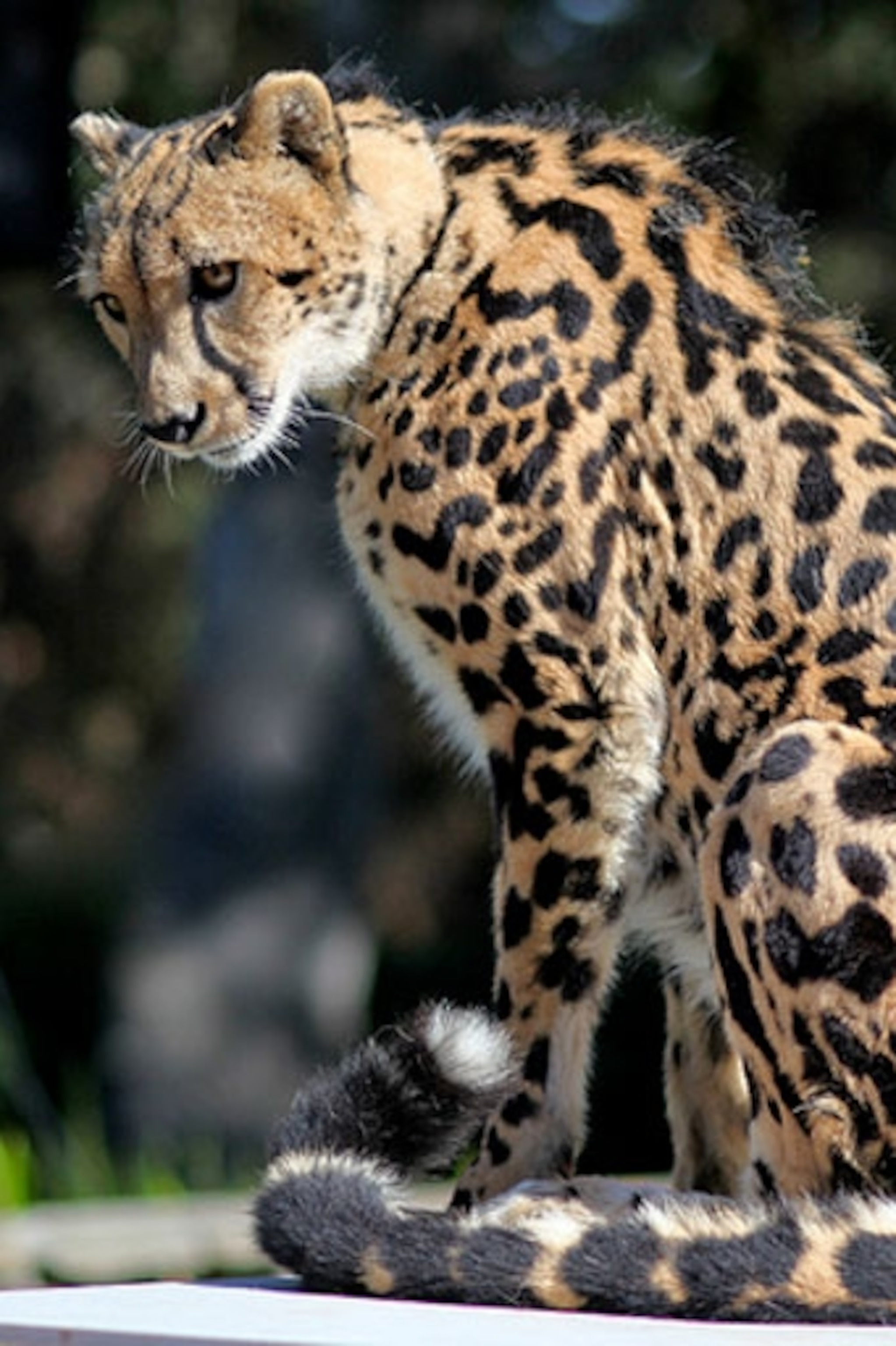 A rare King Cheetah : r/badassanimals