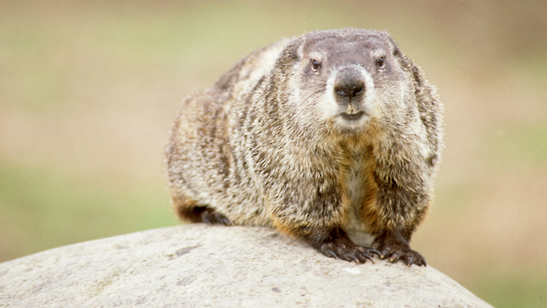 Woodchuck перевод. Сурок. Бешеный сурок. Собака Бабака. Woodchuck.