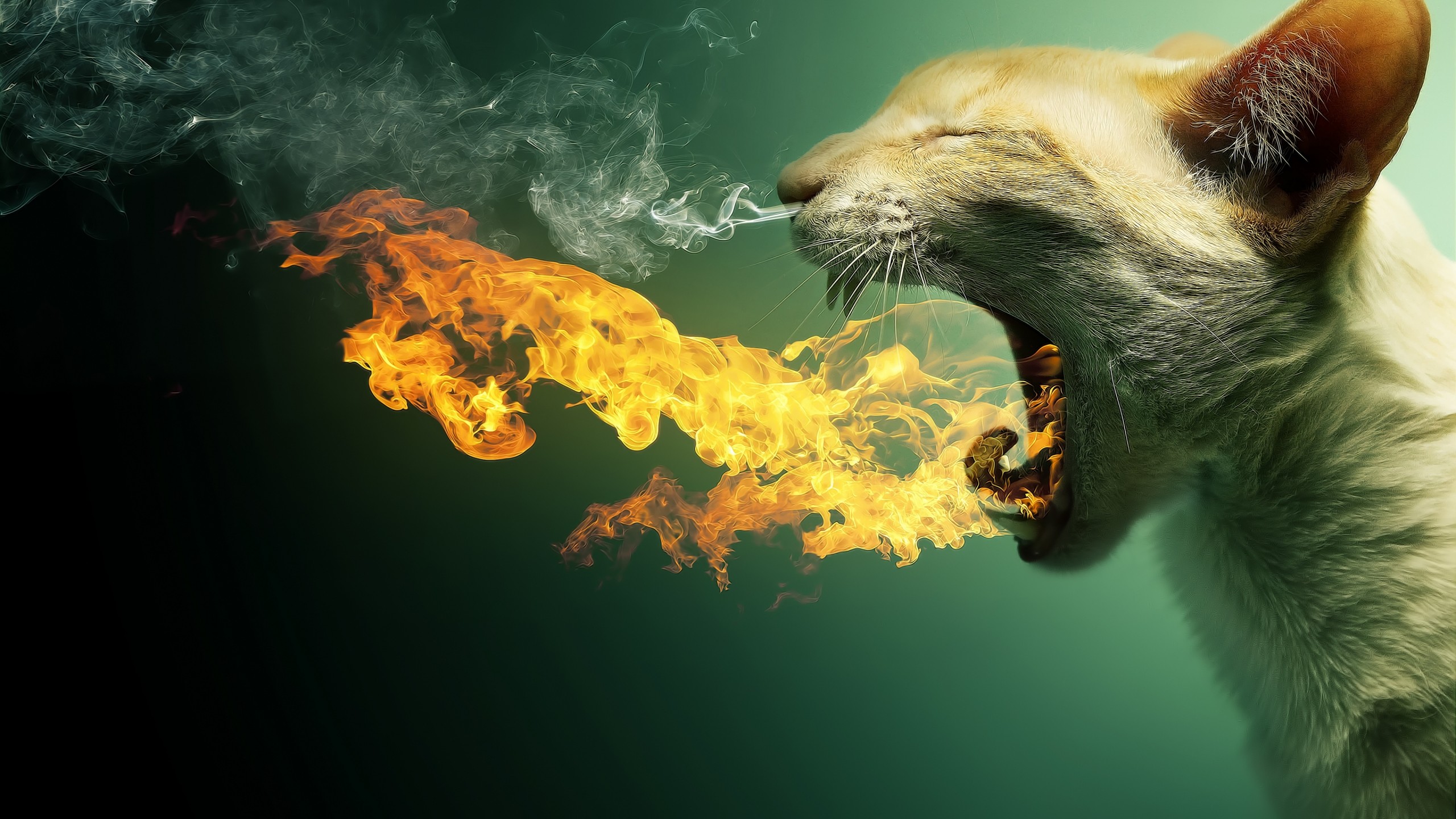 Wallpaper Kitty, fire, flaming, kitten