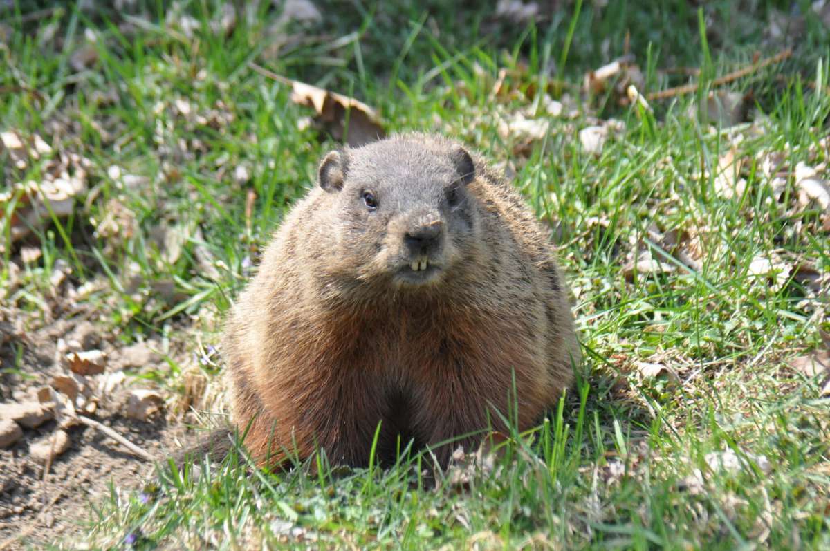 Cute Groundhog Day Activities for Kids