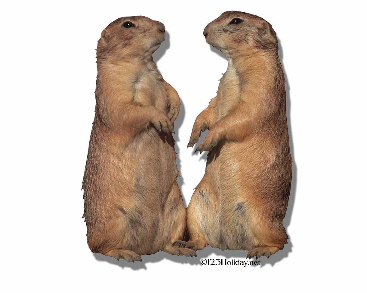 Free download Groundhog Day Wallpaper [1280x1024] for your Desktop, Mobile & Tablet. Explore Groundhog Wallpaper. Groundhog Wallpaper, Groundhog Day Wallpaper, Happy Groundhog Day Wallpaper