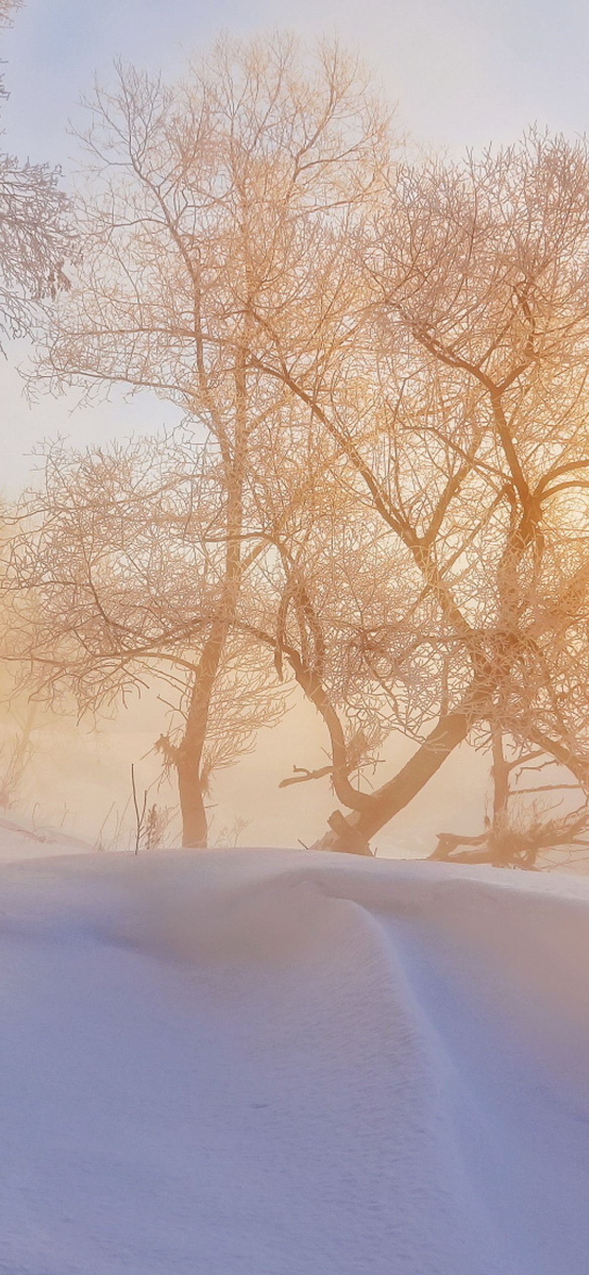 Morning in winter forest Wallpaper for iPhone 12 Pro