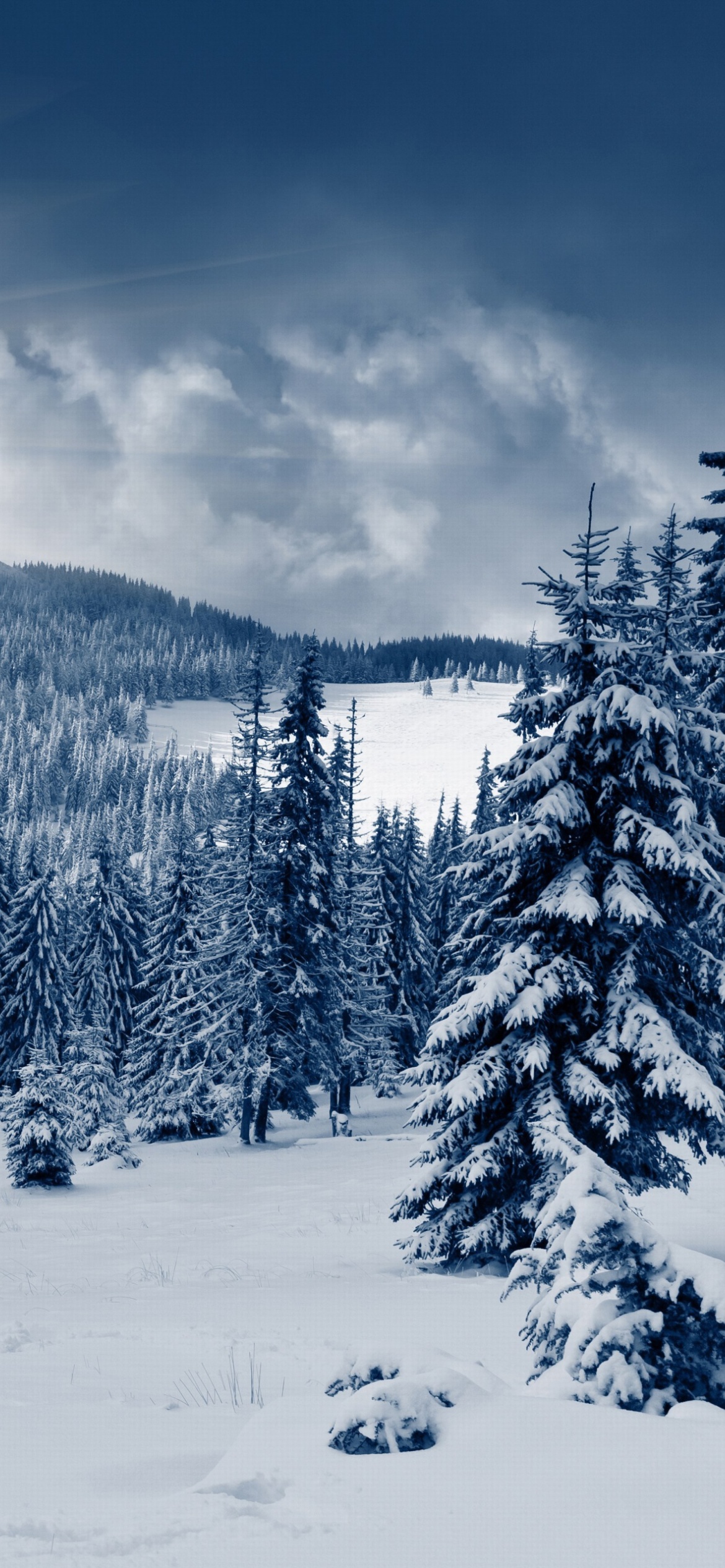 Spruces in Winter Forest Wallpaper for iPhone 12 Pro