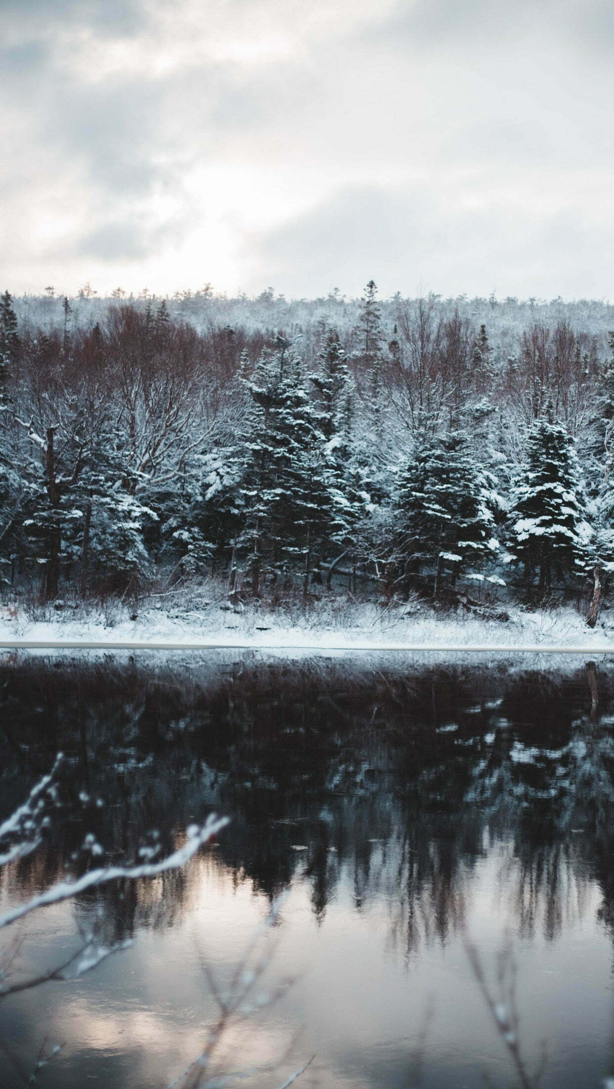 Forest wallpaper for iphone 12