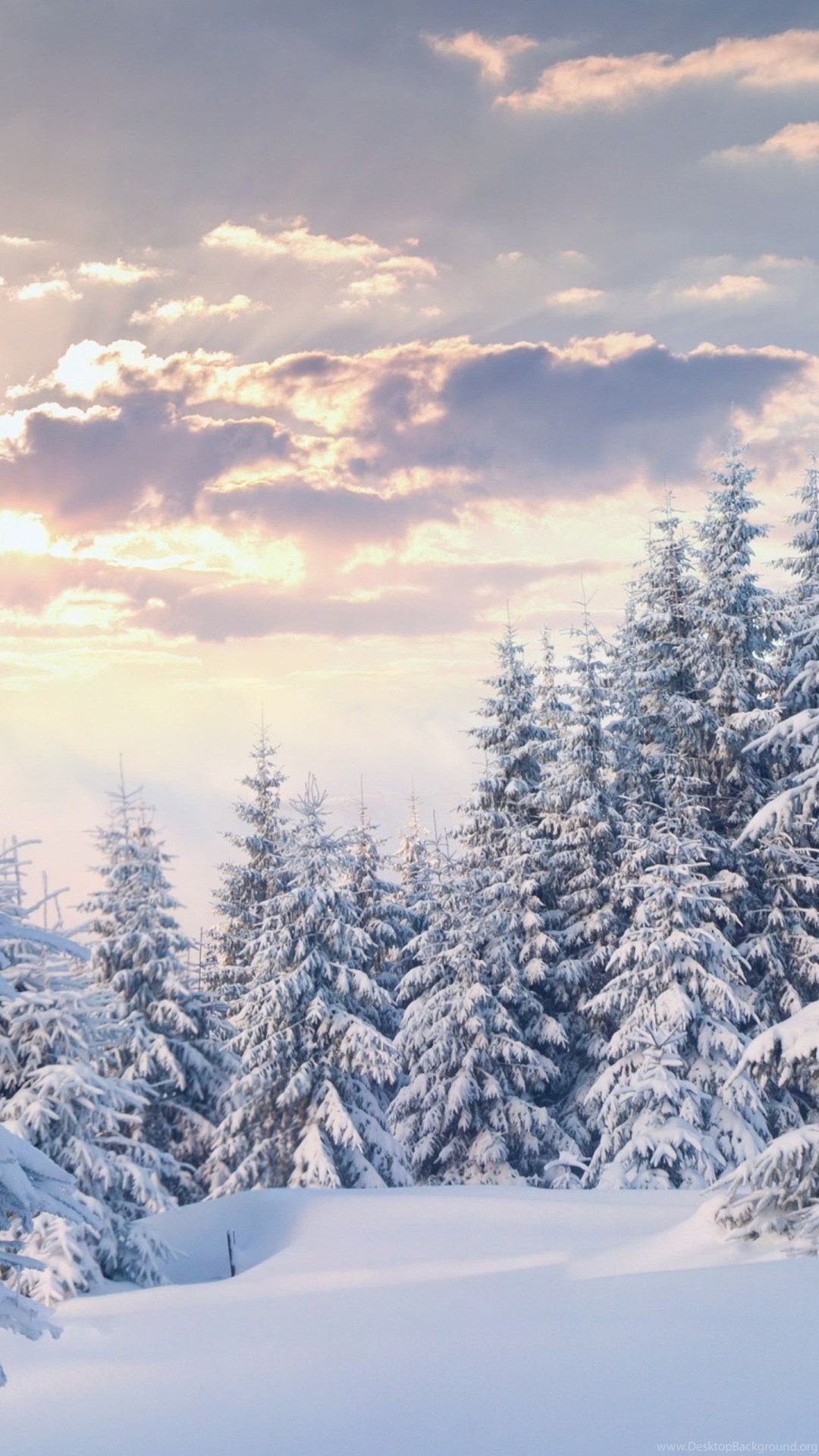 iPhone 12 Winter Forest Wallpapers Wallpaper Cave