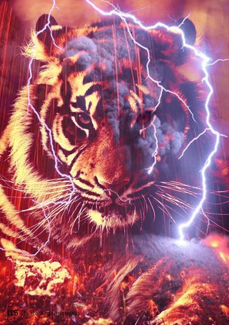 Red Tiger. Tiger picture, Tiger art, Tiger spirit animal