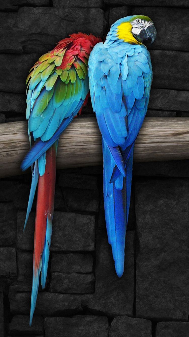 Cool Parrot Wallpaper Free Cool Parrot Background