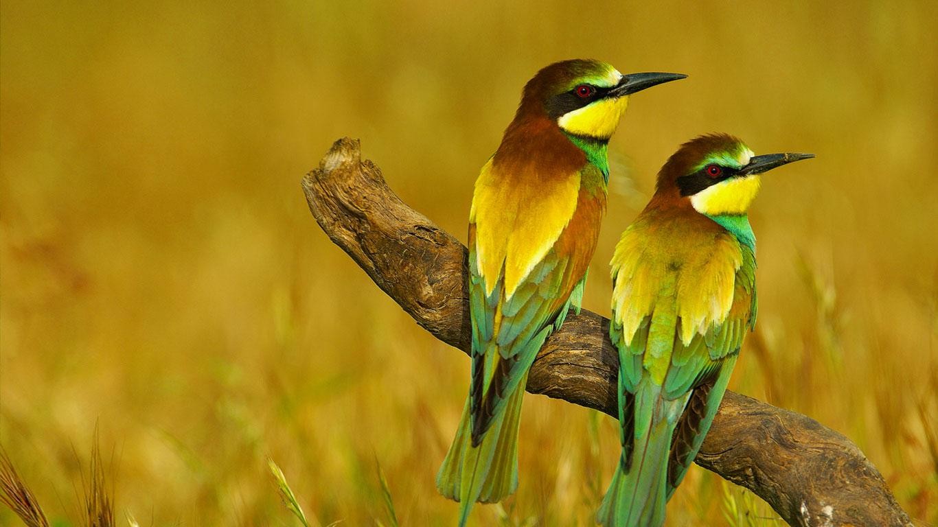 Bing Birds Wallpaper