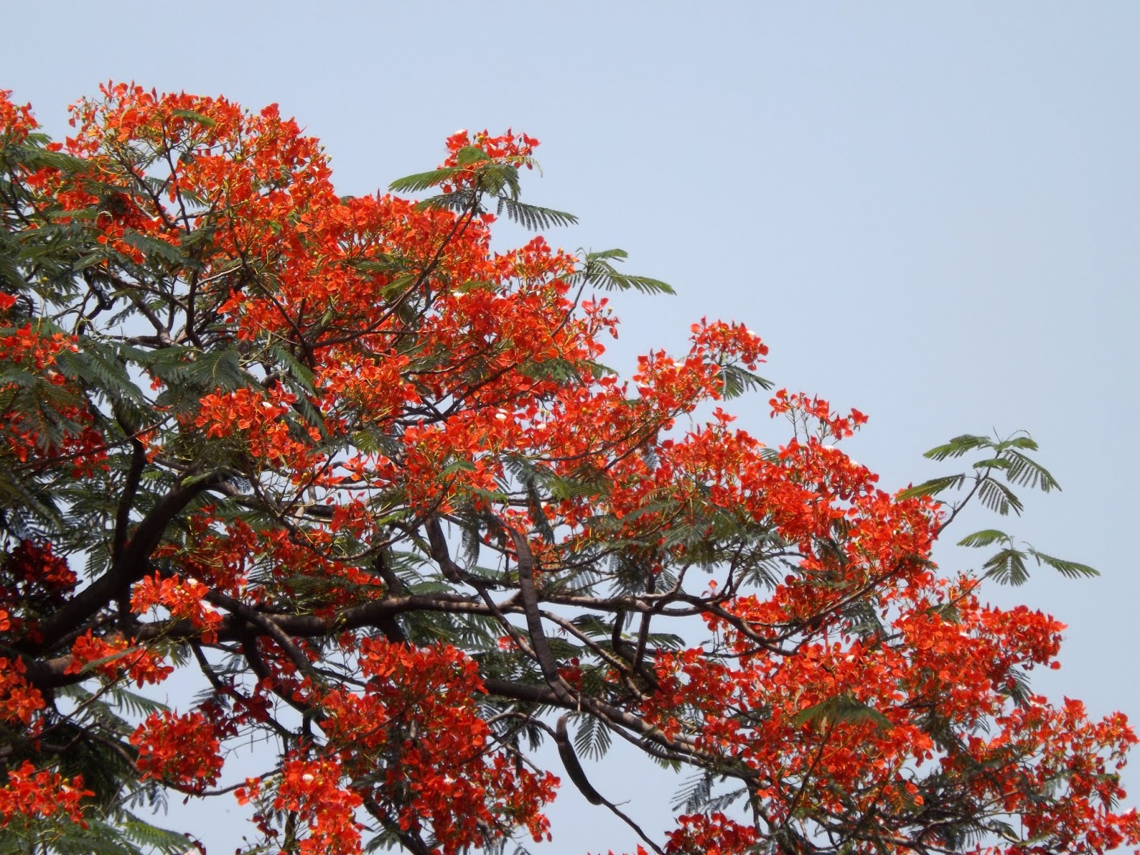 Royal Poinciana Wallpapers - Wallpaper Cave