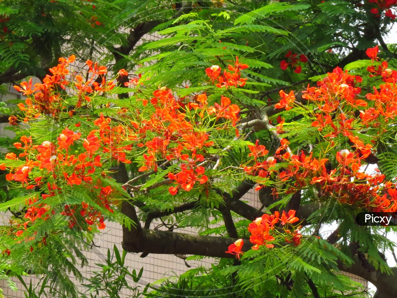 Royal Poinciana Wallpapers - Wallpaper Cave