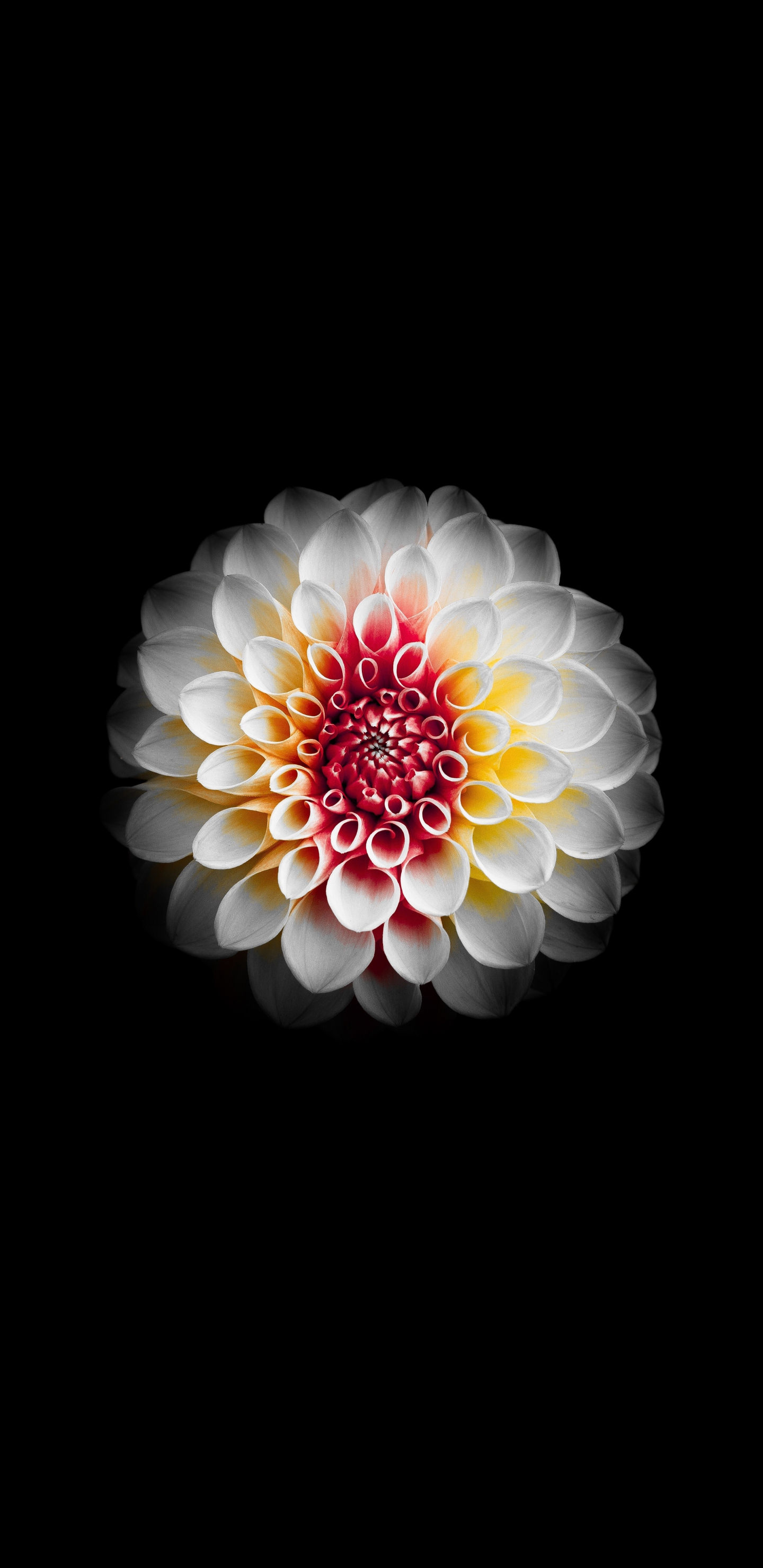 Download Galaxy Z Flip wallpapers and see your home screen bloom   SamMobile