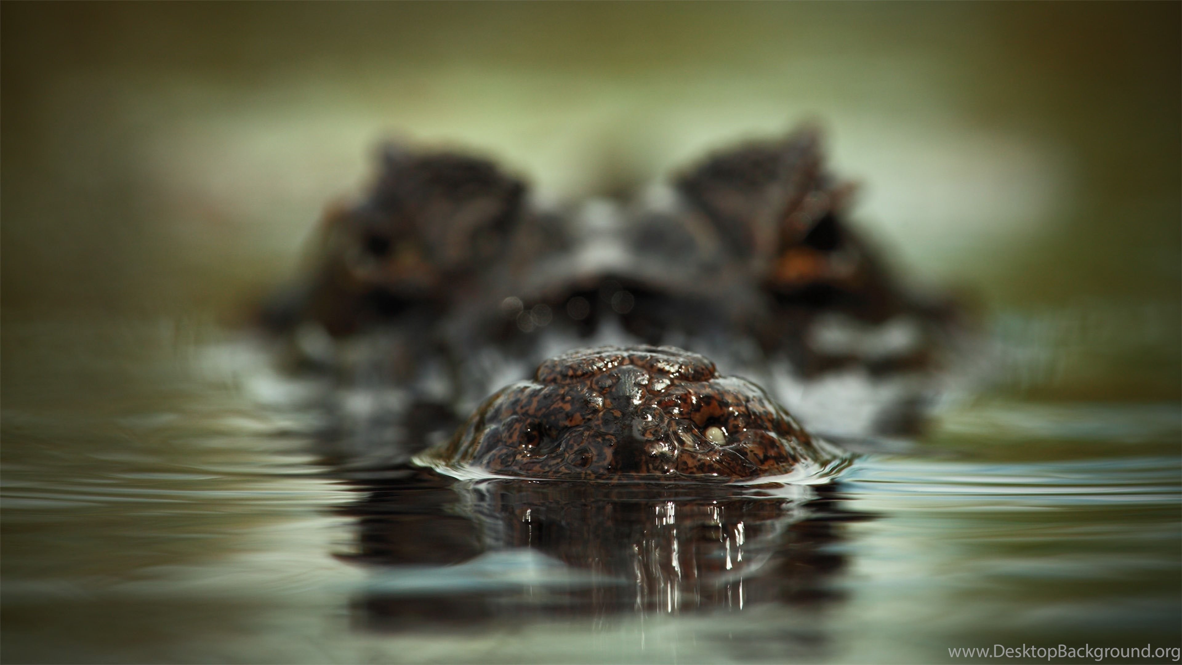 Download Wallpaper 3840x2160 Face, Crocodile, Water, Scary. Desktop Background
