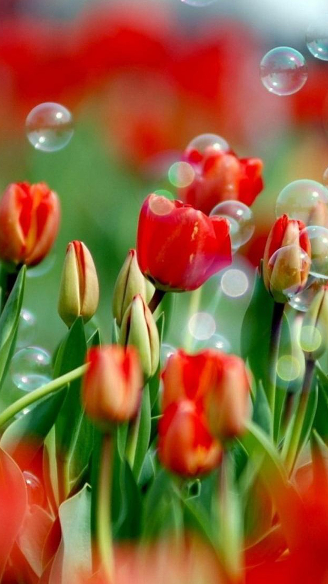 Flower Wallpaper for Samsung Galaxy S5 52