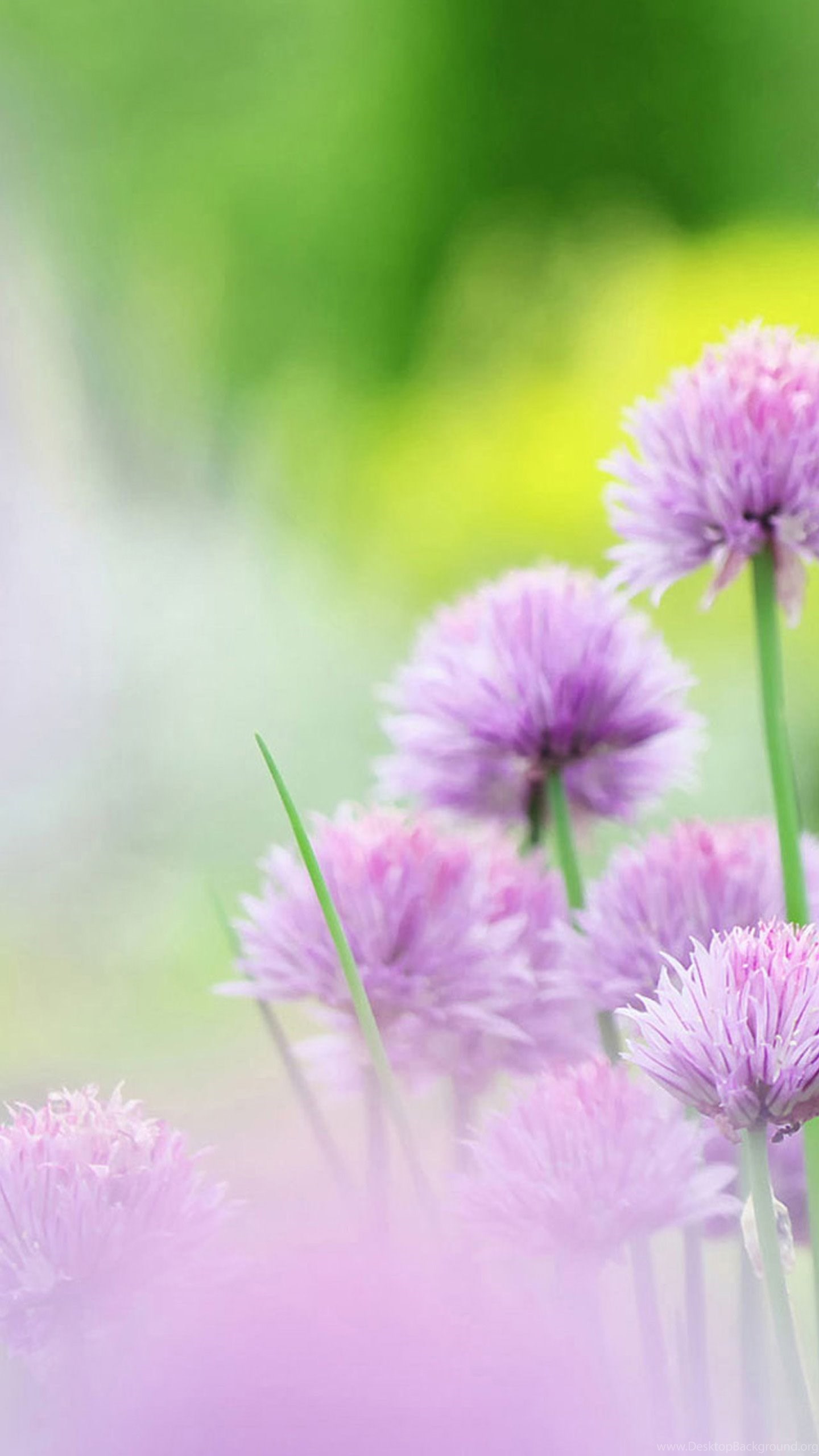 Free Natural Pink Flower Wallpaper For Galaxy Desktop Background