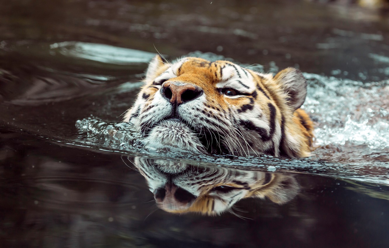 Wallpaper look, face, water, tiger, reflection, bathing, pond, swimming, floats image for desktop, section кошки