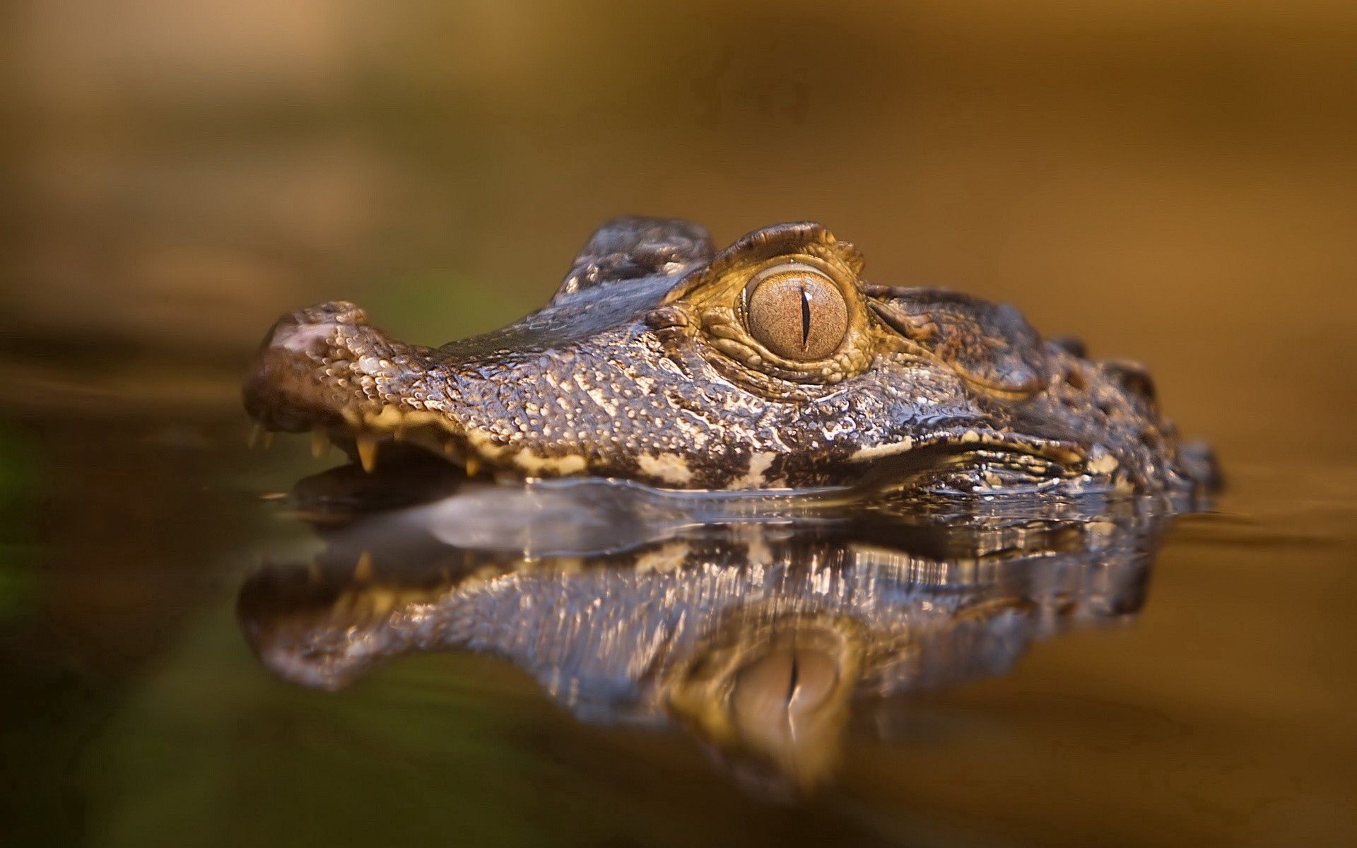 Download wallpaper 1920x1200 crocodile, water, face, eyes, angry, predatory HD background