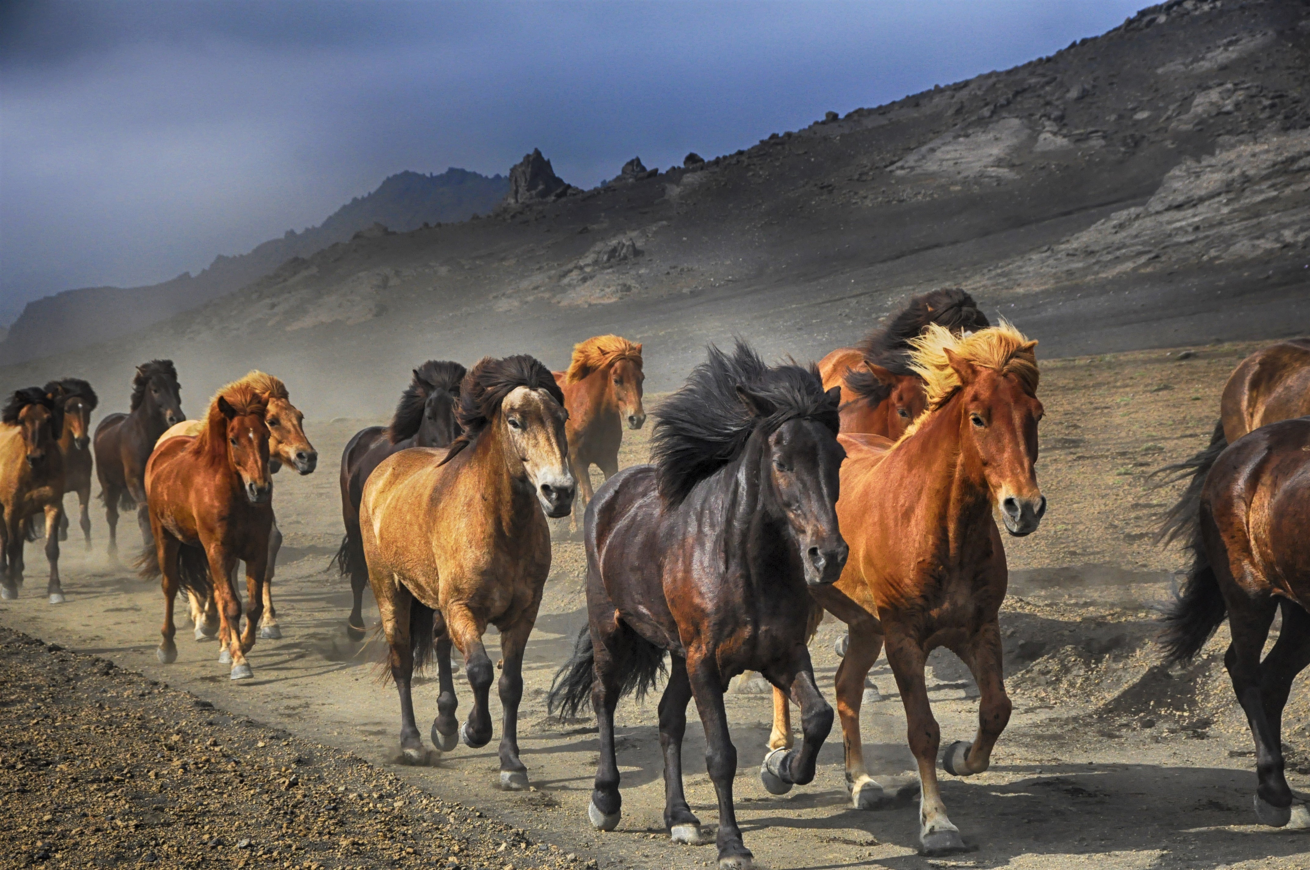 Herd of Horses 4k Ultra HD Wallpaper