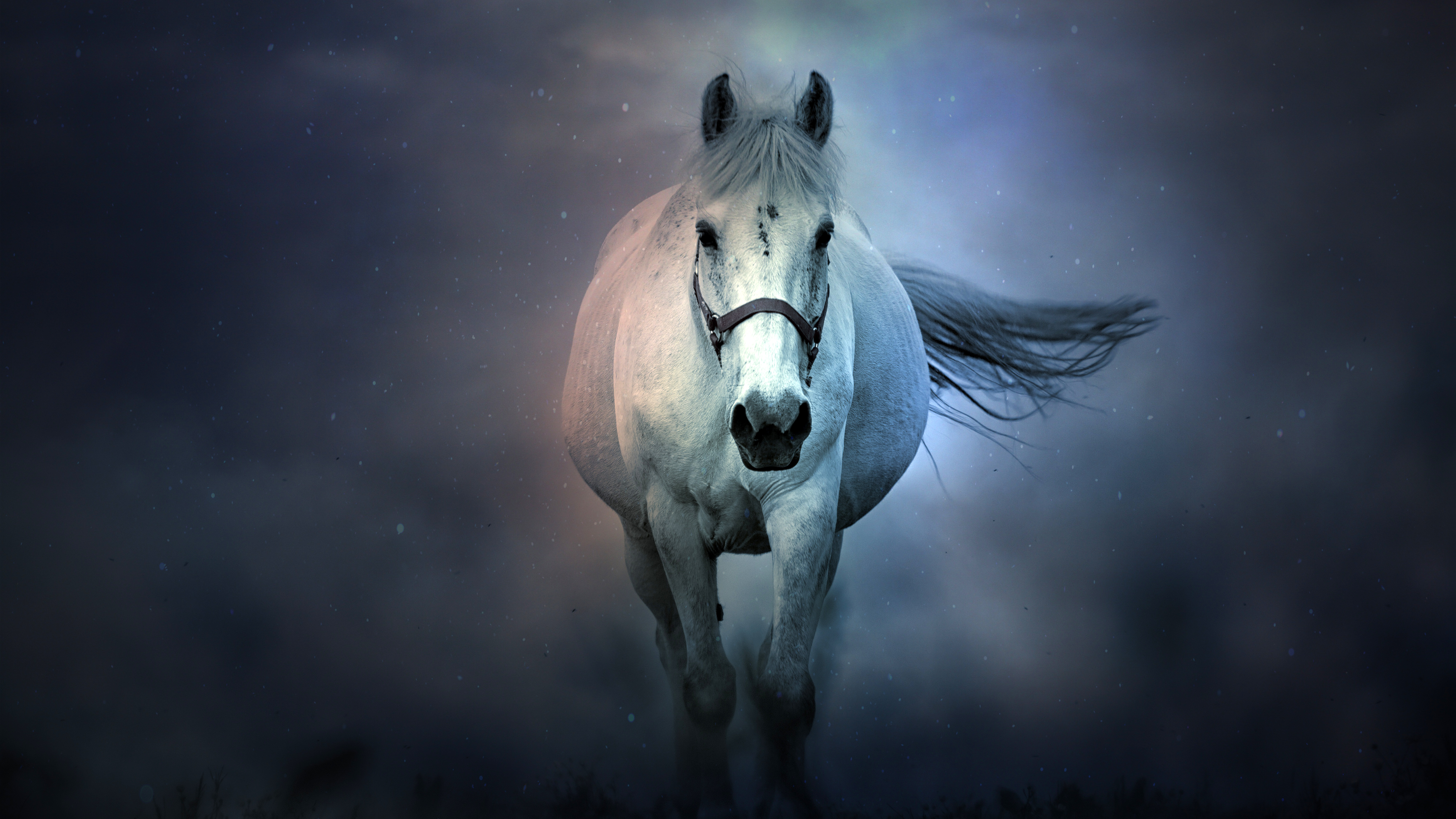 White Horse 4K 8K Wallpaper