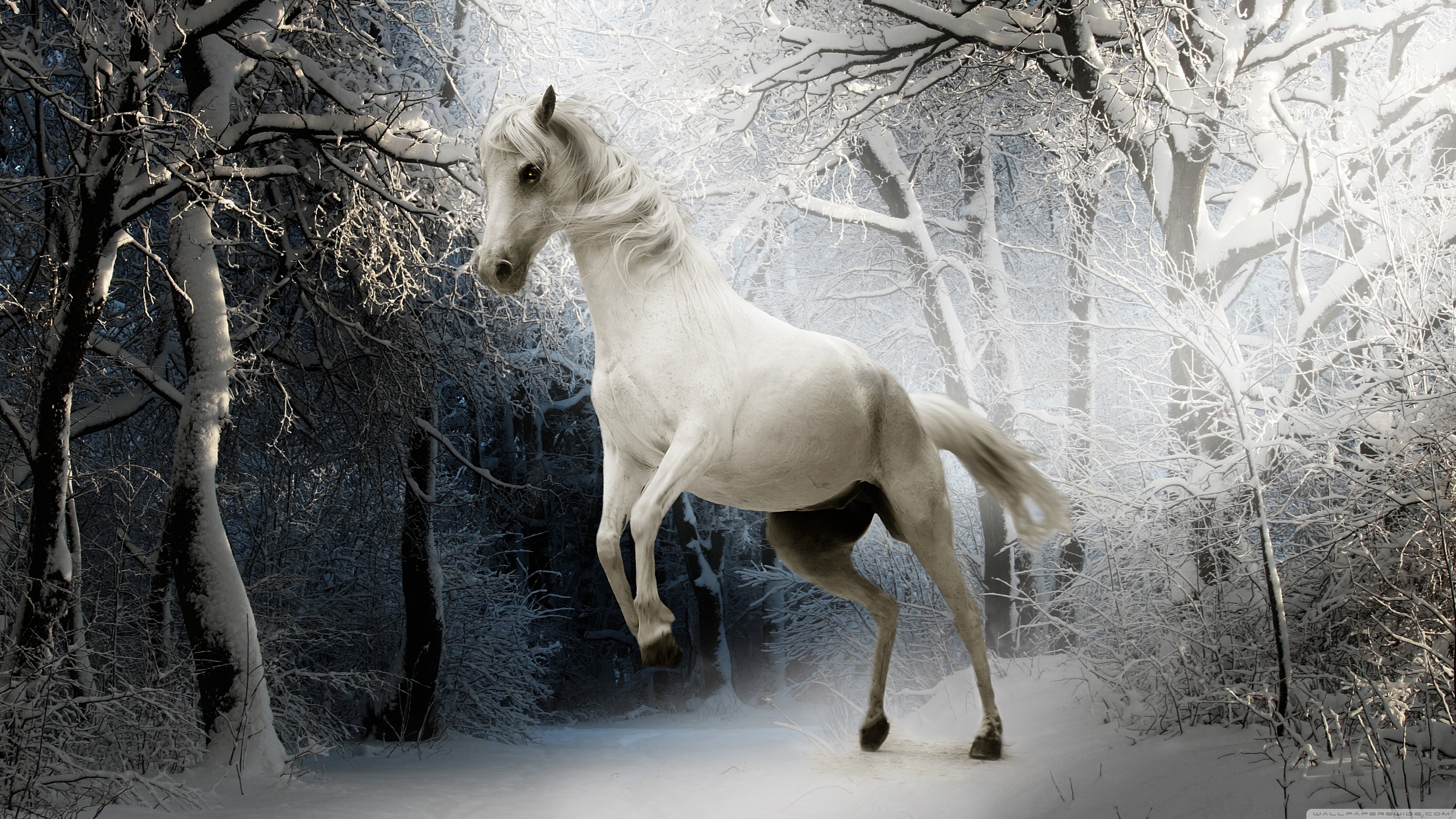 White Horse Ultra HD Desktop Background Wallpaper for 4K UHD TV, Widescreen & UltraWide Desktop & Laptop, Multi Display, Dual Monitor, Tablet