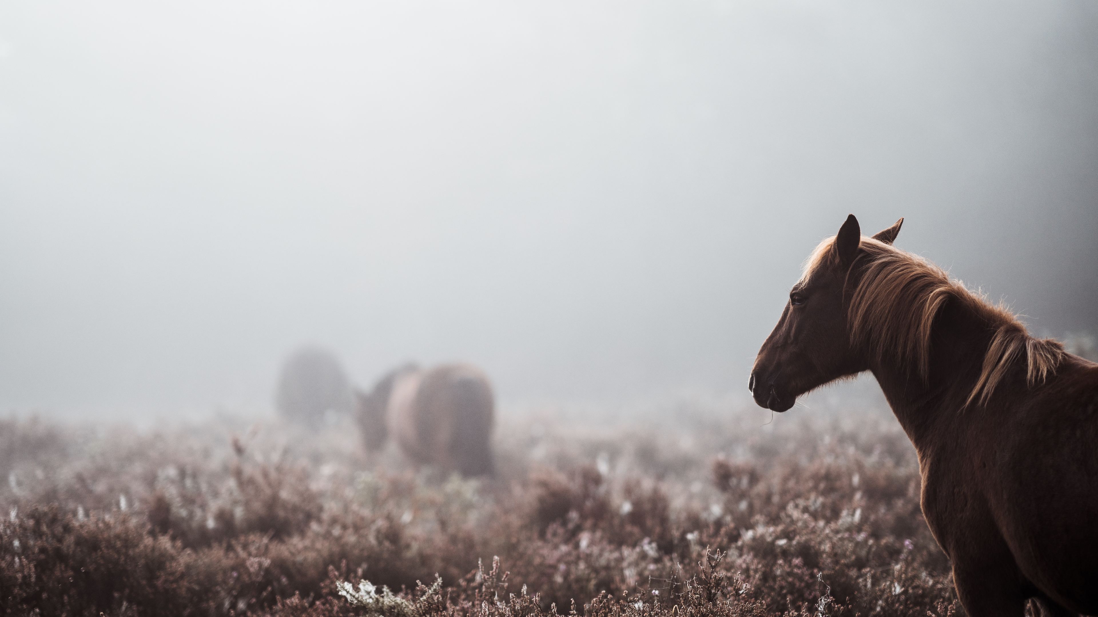 Wallpaper 4k Wild Horse 4k Wallpaper