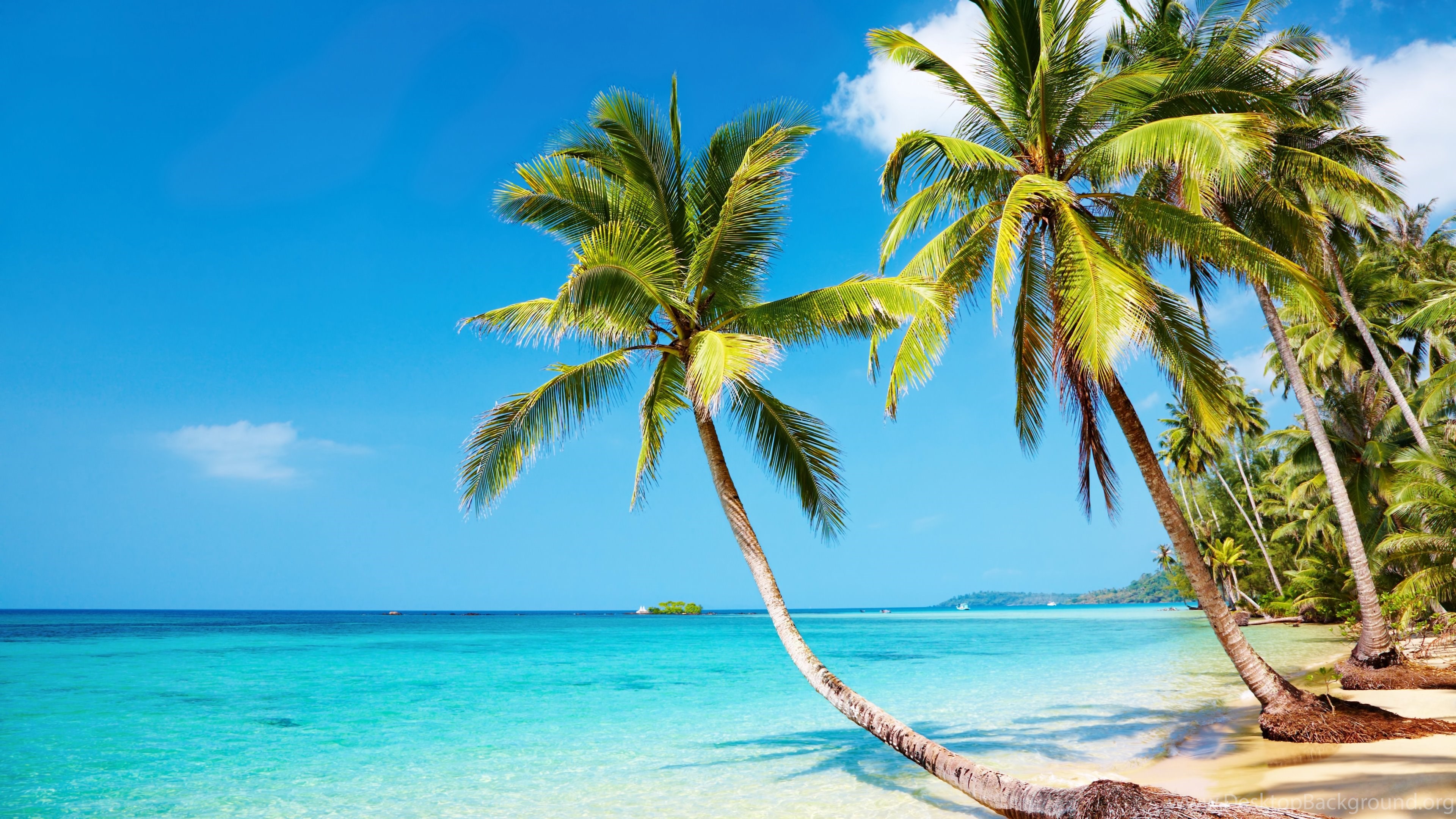 Tropical Beach 4K Ultra HD Wallpaper Desktop Background