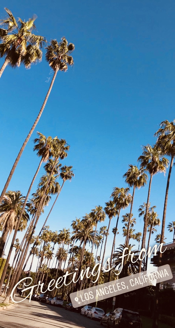 Palm Trees, Los Angeles, Los Angeles Wallpaper