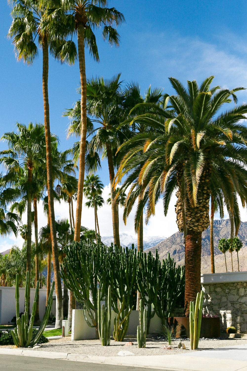 California Palm Tree Picture. Download Free Image