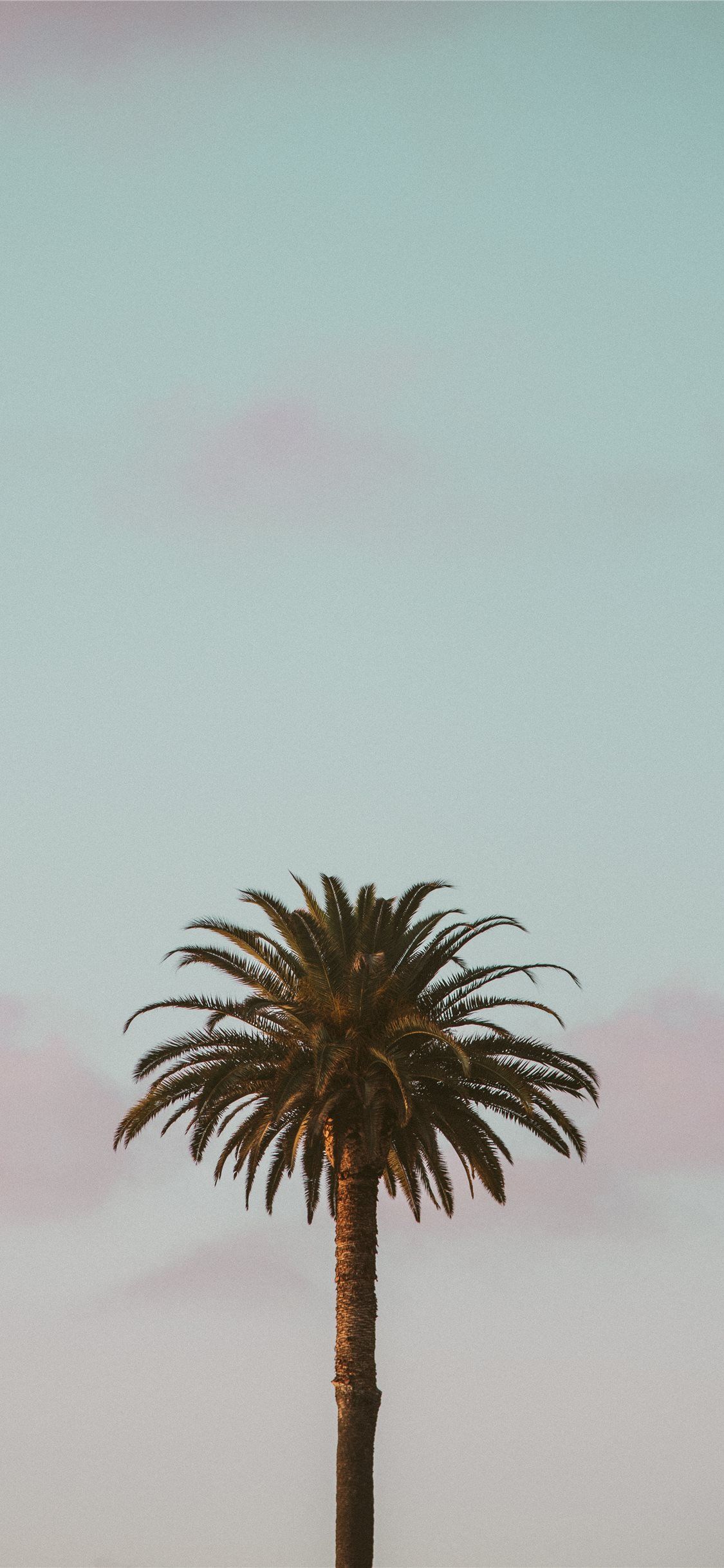 California Palm Tree Wallpaper