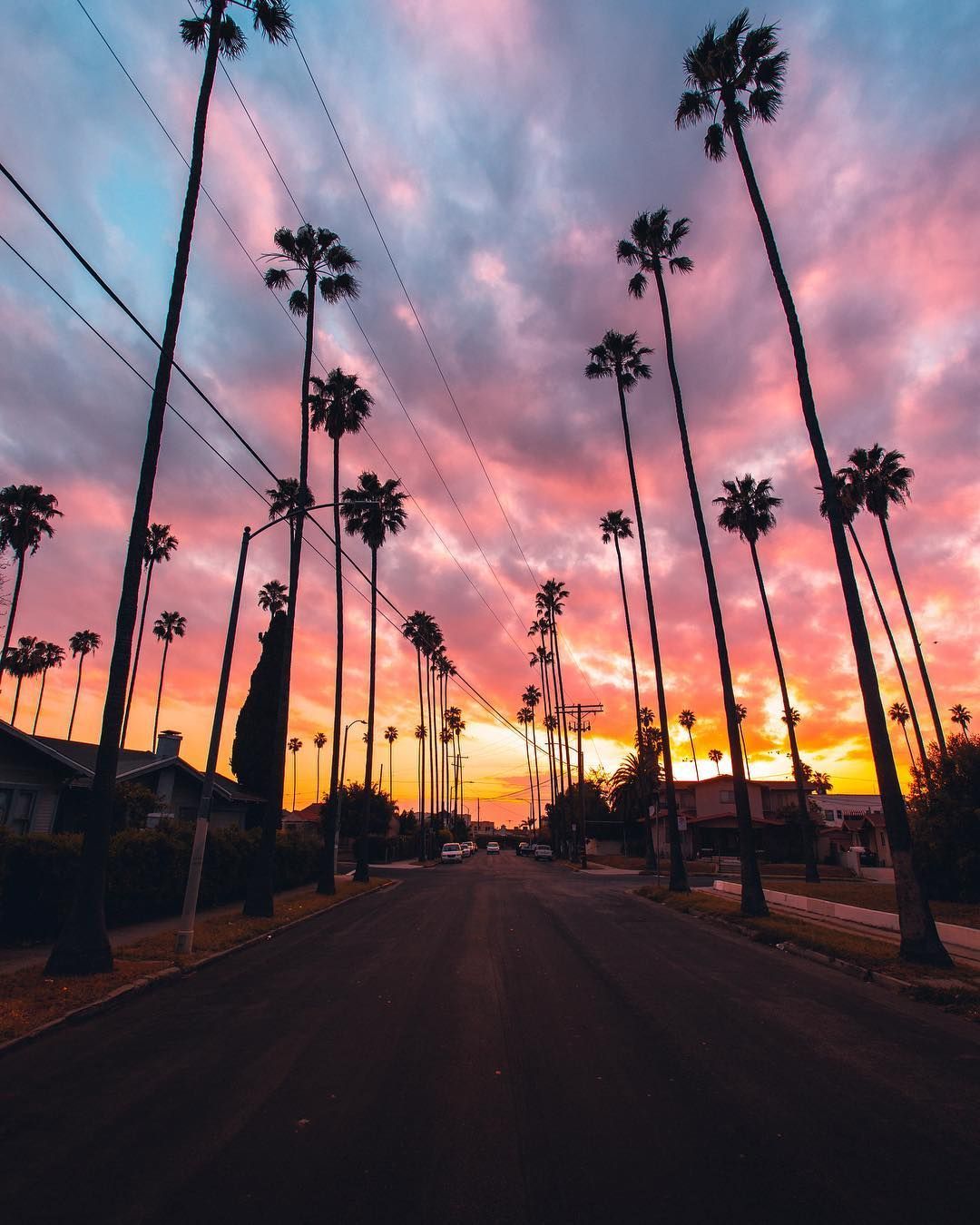 California Palm Tree Wallpaper
