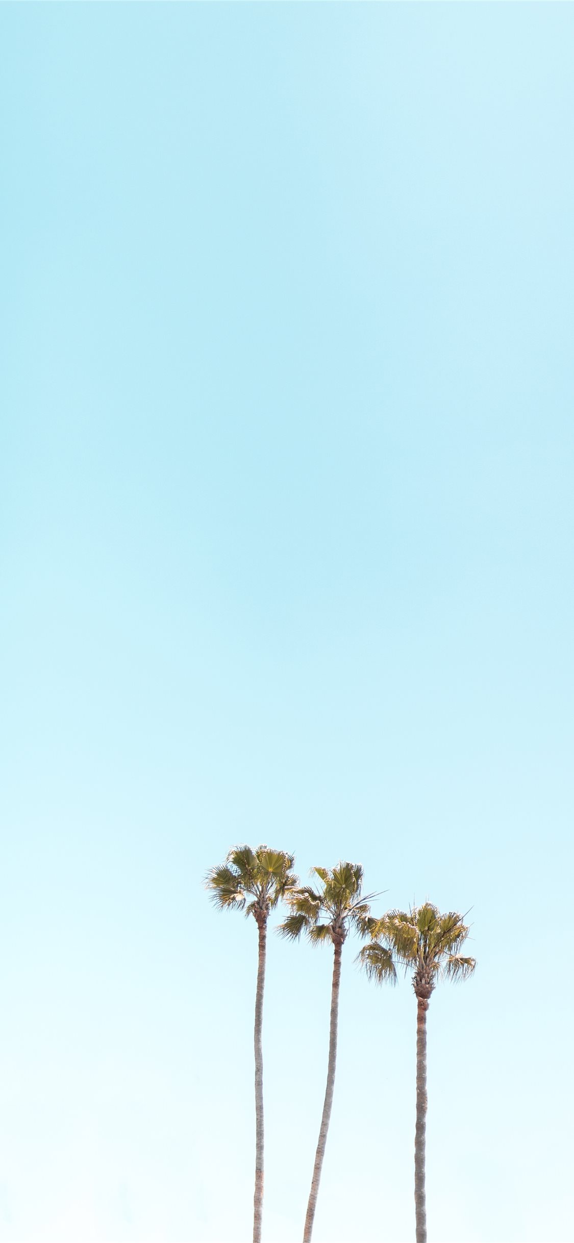 Palm Wallpaper