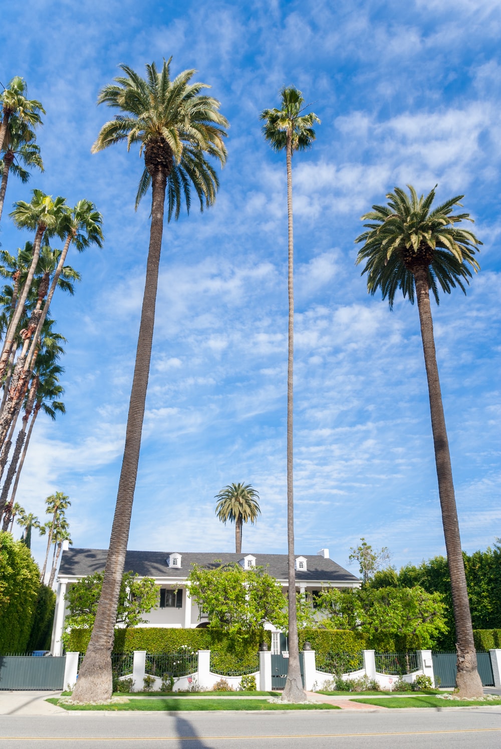 California Palm Tree Picture. Download Free Image