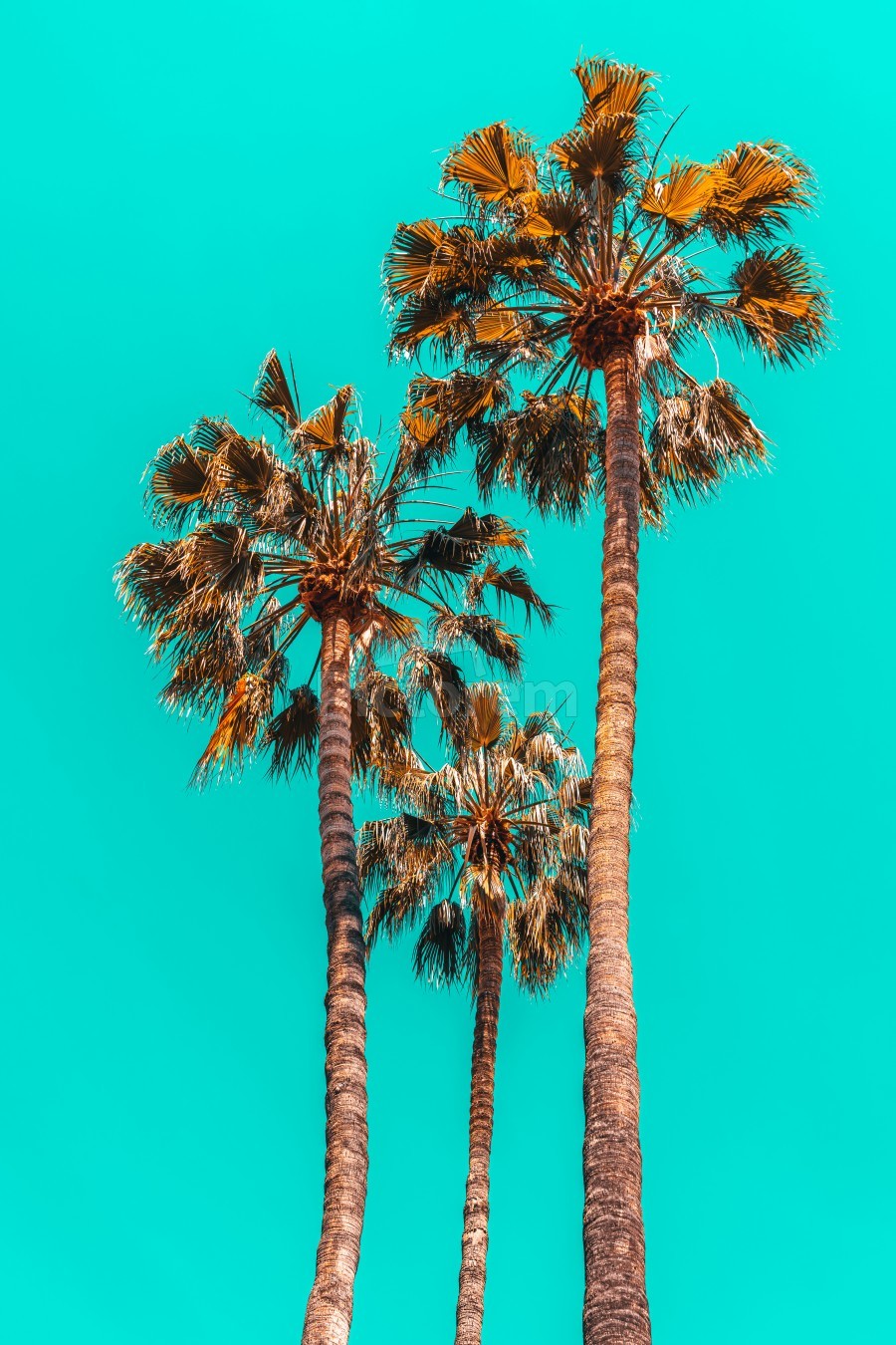 Palm Spring Trees Breezy Palm California Laguna Beach Sunny California Palm Tree Leaves
