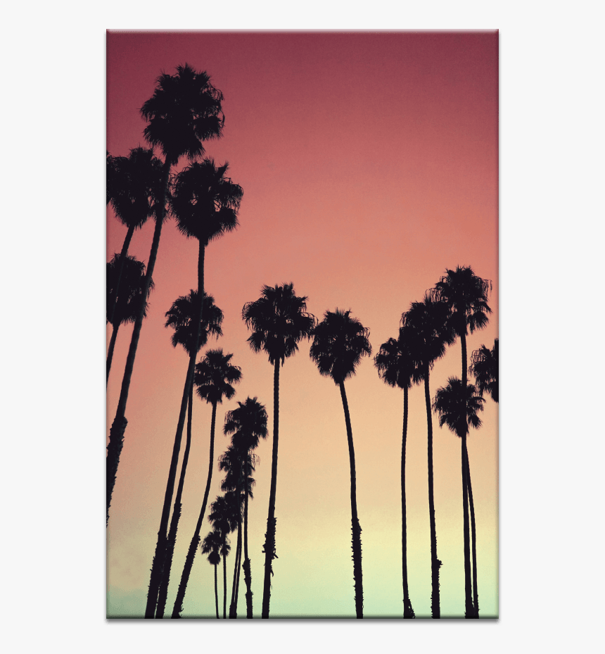 Tropical Palms Xs Max Wallpaper Palm Trees, HD Png Download, Transparent Png Image