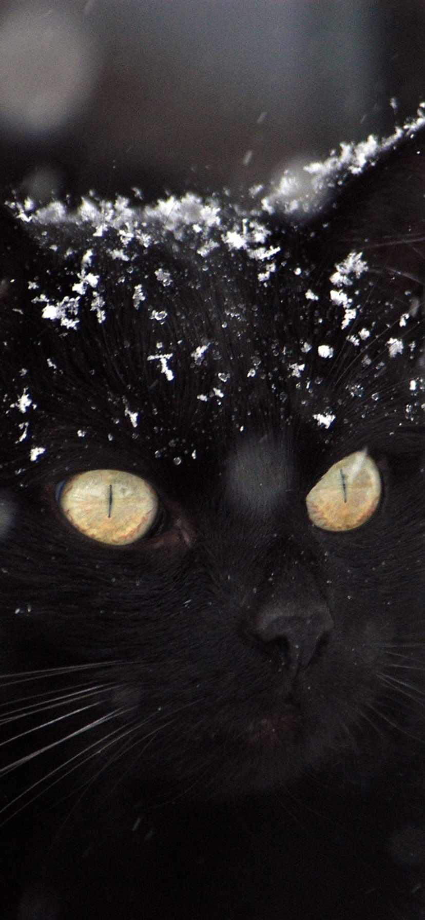 Black Cat, Snow, Winter 1080x1920 IPhone 8 7 6 6S Plus Wallpaper, Background, Picture, Image