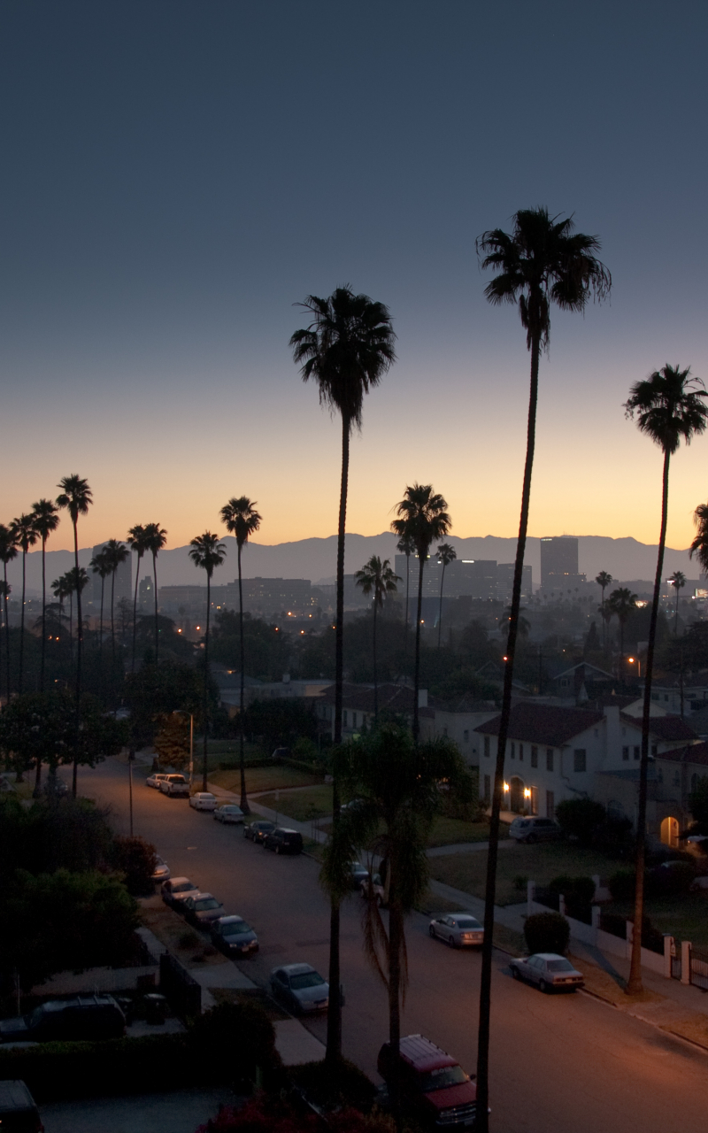 Free download california los angeles street palms wallpaper bullshft oh my god [4272x2848] for your Desktop, Mobile & Tablet. Explore California Palm Trees Wallpaper. Palm Tree Beaches Wallpaper, Palm